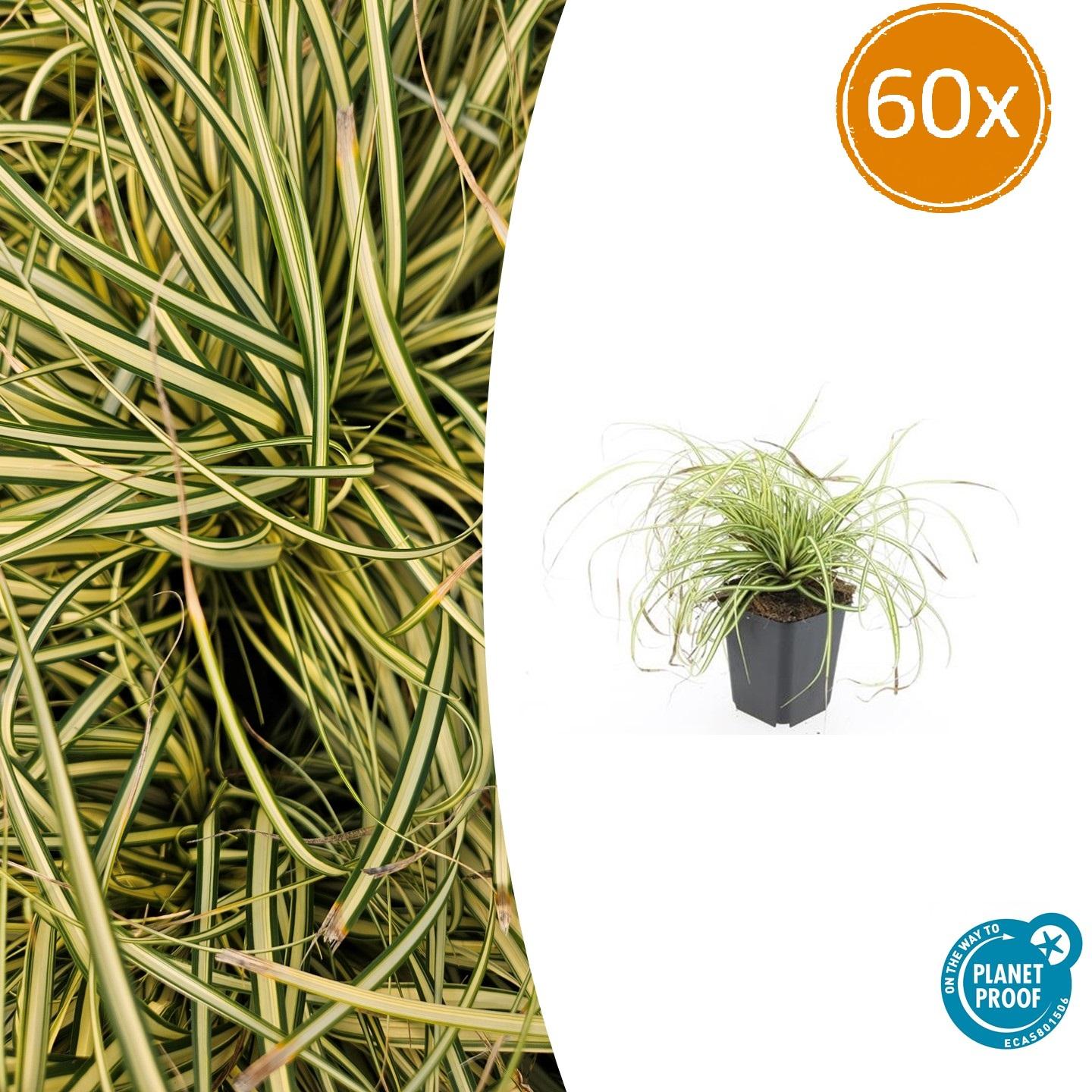 Japangoldsegge - Carex oshim. 'Evergold'  - ↕10-25cm - Ø9cm 60 Stück