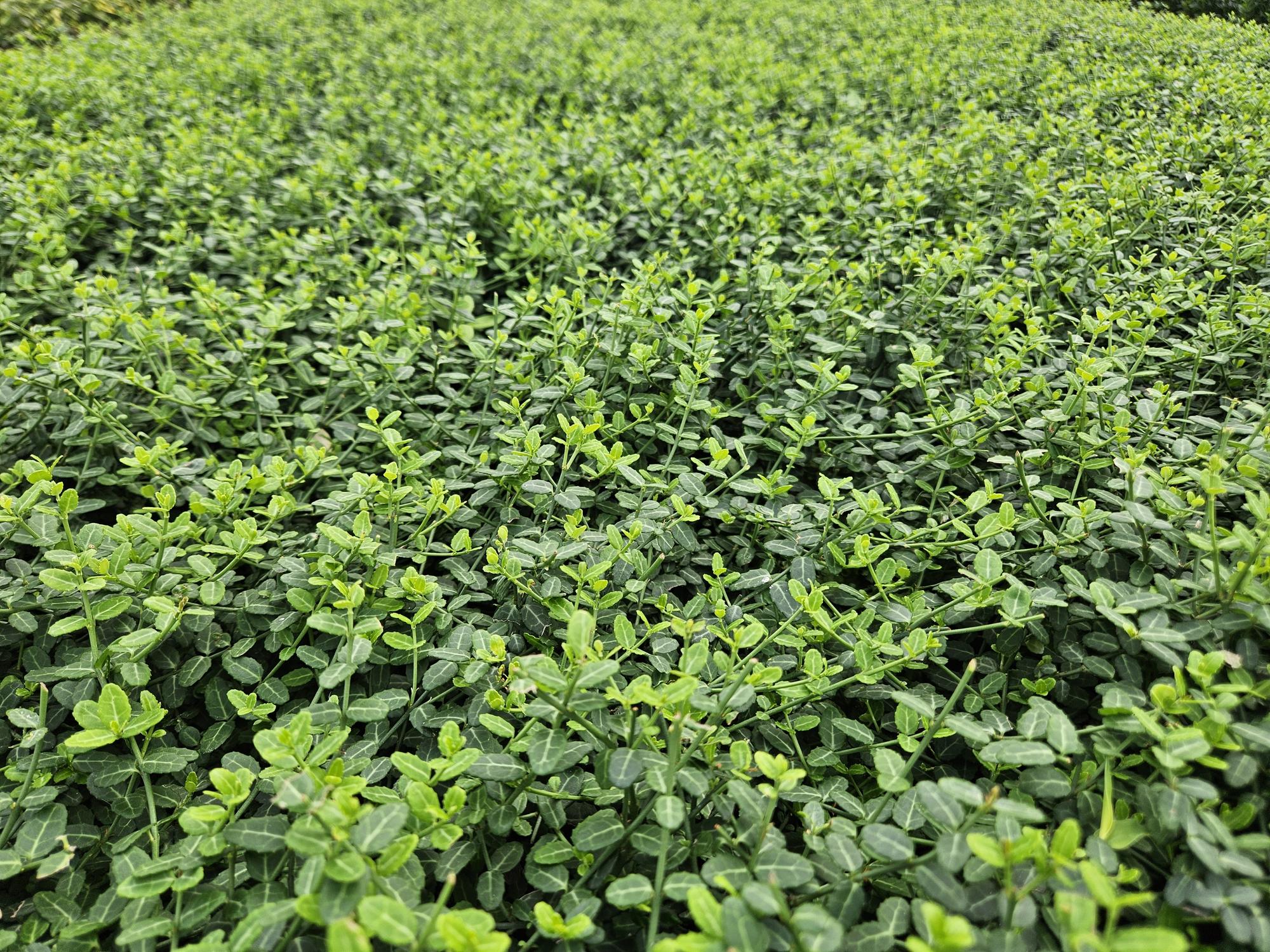 Zwergspindelstrauch - Euonymus fort. 'Minimus' - ↕10-25cm - Ø9cm 12 Stück