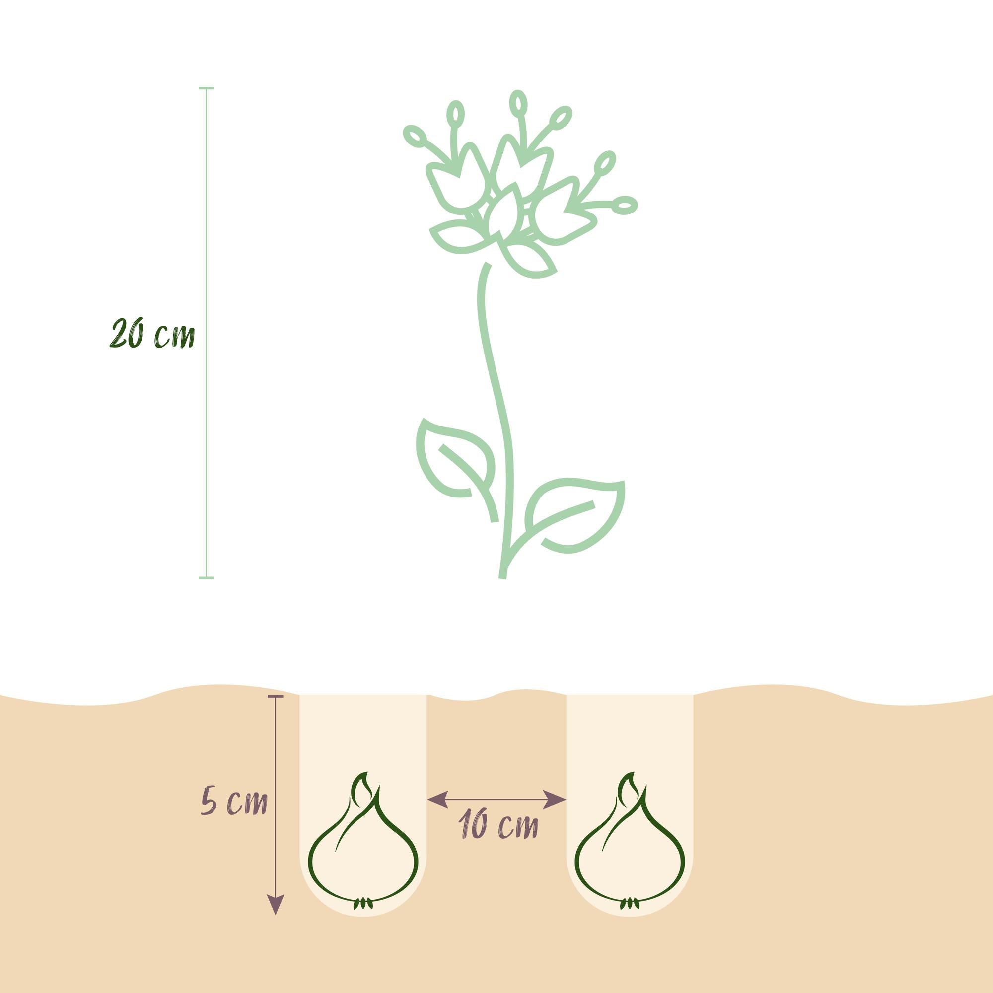 Schachbrettlumen Mix - Fritillaria Meleagris Mix - Farbe Lila und Weiß - 30 Stück - Zwiebelgröße 6/7 - XXL Pack