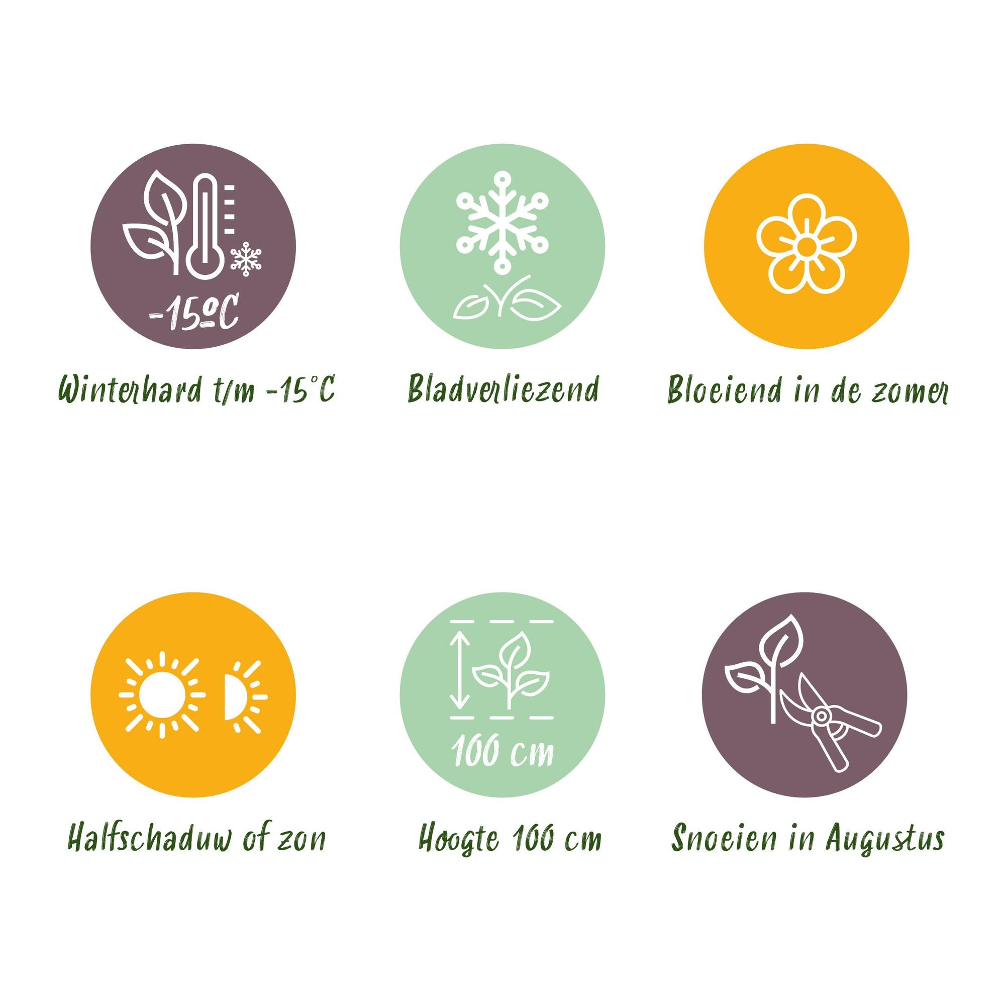 Hortensie - Hydrangea Magical Jewel Blue - Blau - 6-10 Blumen - 2 Pflanzen - Topf 23cm Höhe 55cm