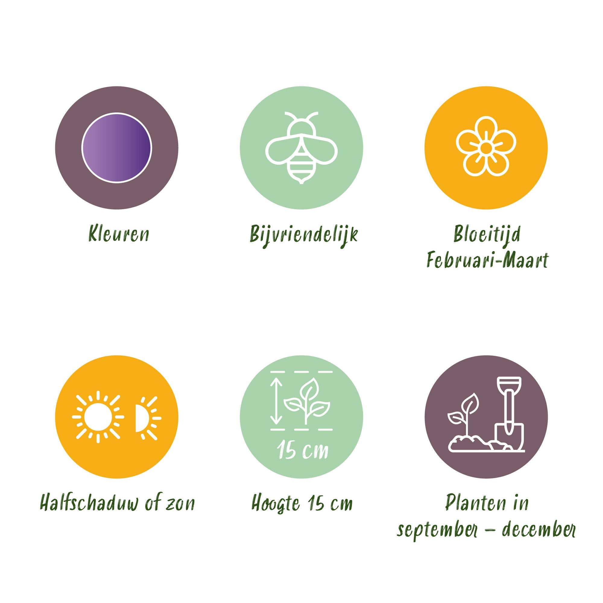 Krokuse - Blumenzwiebeln - Crocus Blue - Farbe Blau - 30 Stück - Zwiebelgröße 7/8 - XXL Pack