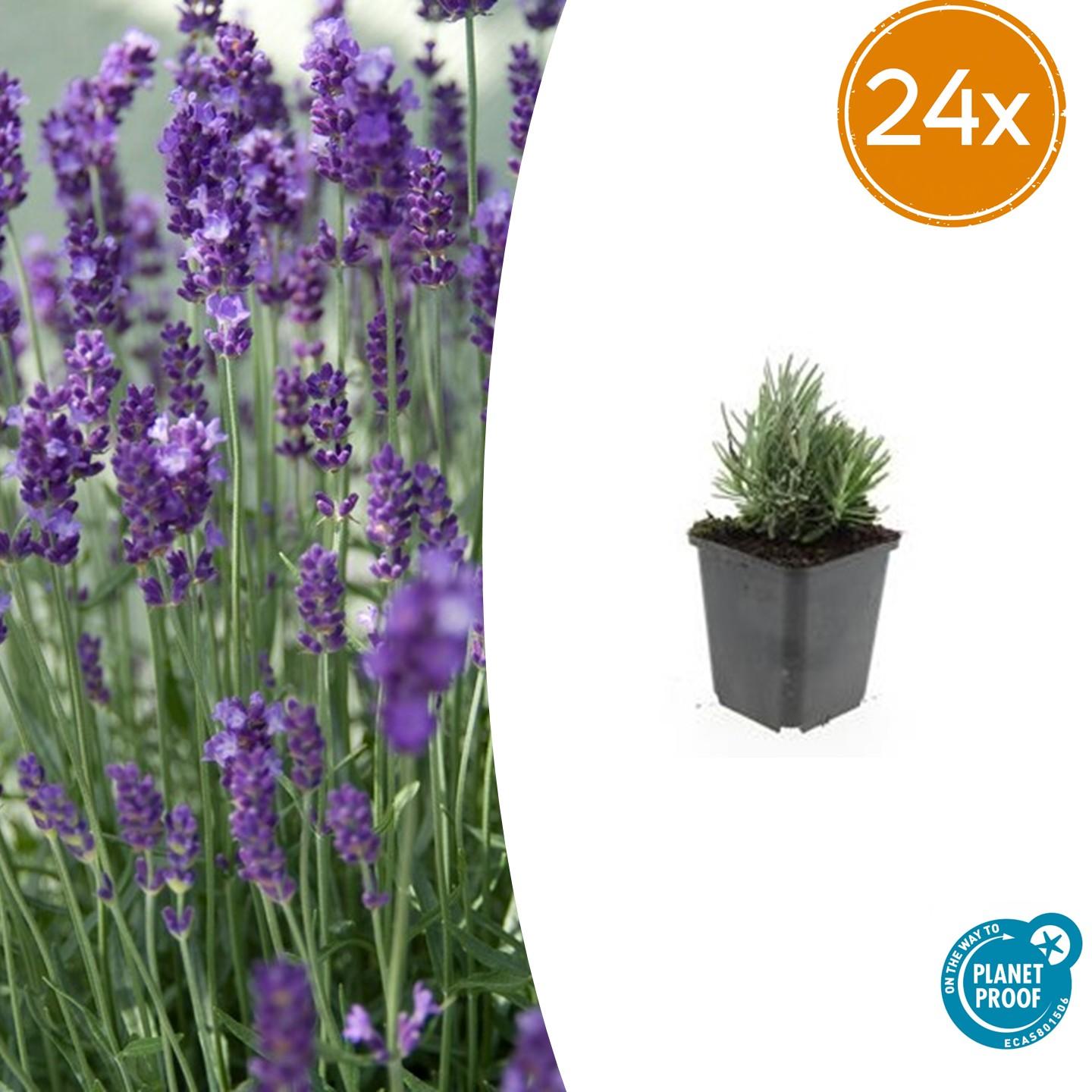 Zwerglavendel - Lavandula ang. 'Dwarf Blue' - ↕10-25cm - Ø9cm 24 Stück