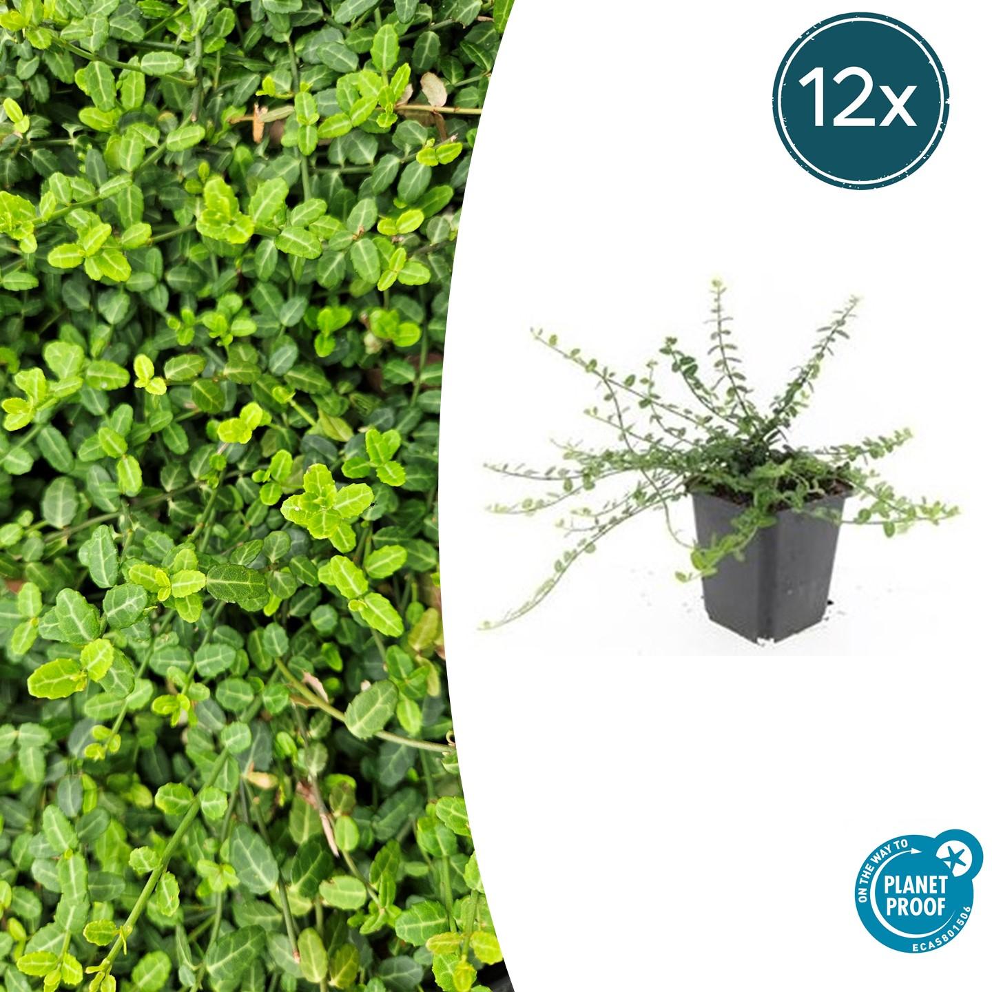 Zwergspindelstrauch - Euonymus fort. 'Minimus' - ↕10-25cm - Ø9cm 12 Stück