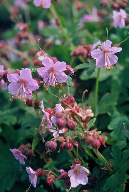 Balkanstorchschnabel - Geranium macr. 'Ingwersen's Var.' - ↕10-25cm - Ø9cm 24 Stück