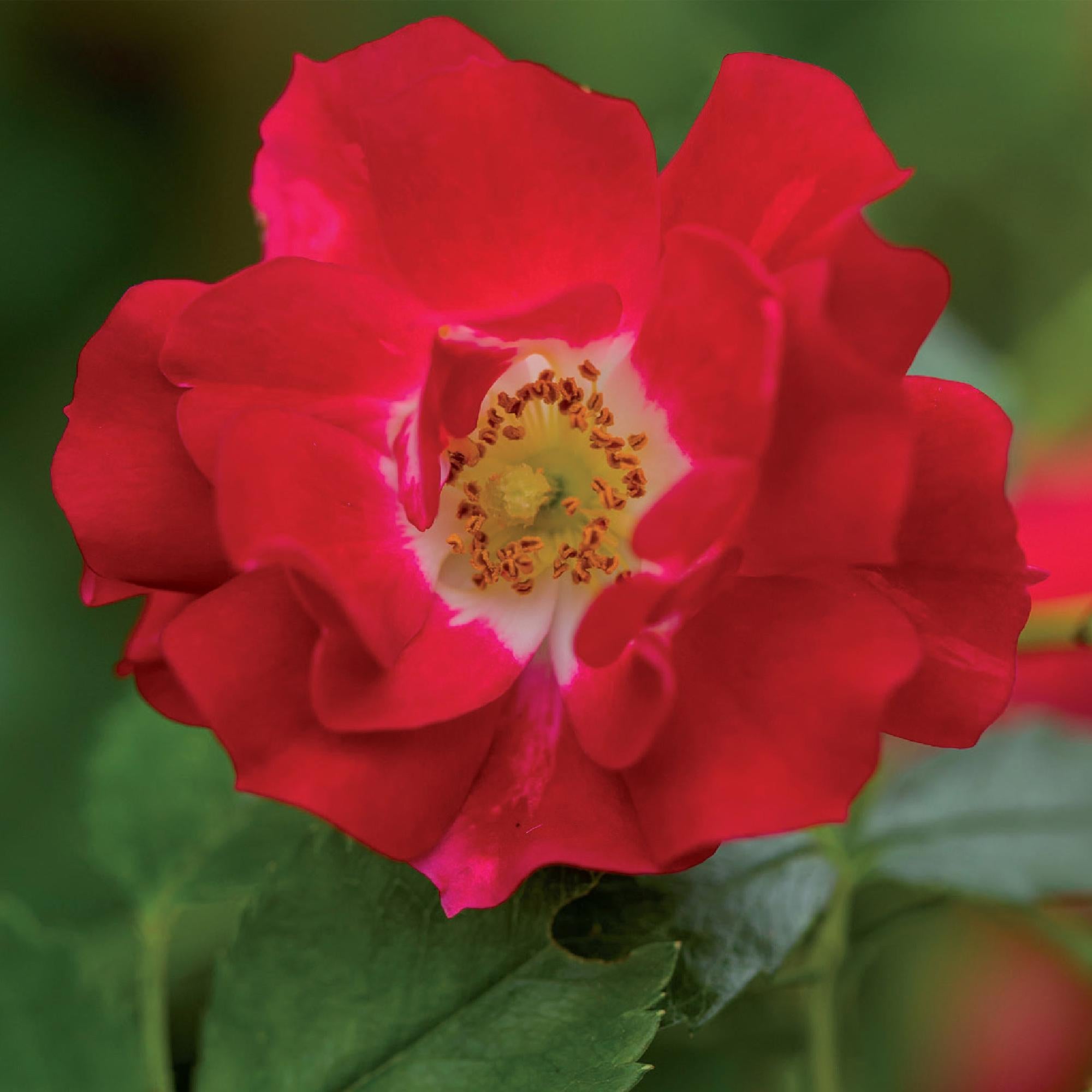 Rosen - Rosa Red Queen - Kletterrose Blüte Rot - 2 Pflanzen - Topf 11cm Höhe 40cm