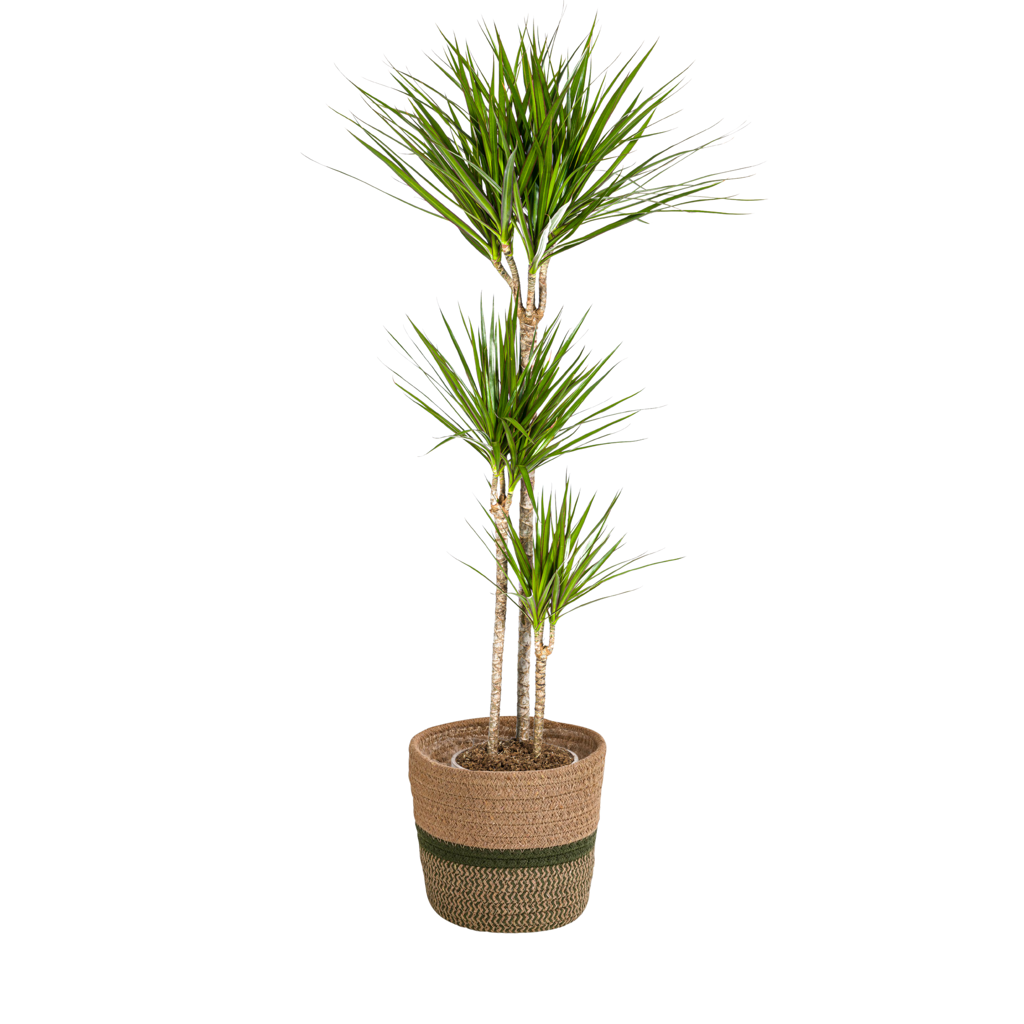 Drachenbaum - Dracaena Marginata Green mit Korb Ø24cm - ↕130 - 150cm