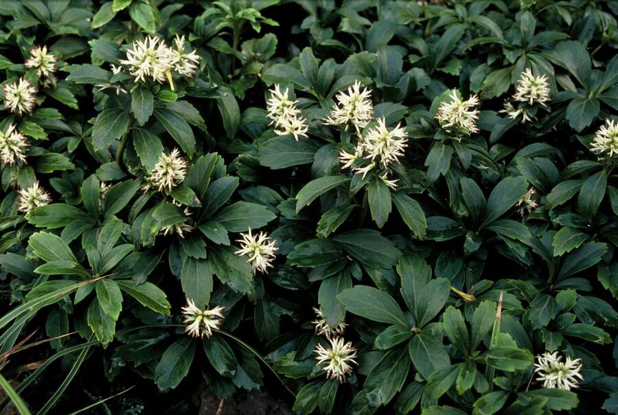 Dickmännchen - Pachysandra term. 'Green Sheen' - ↕10-25cm - Ø9cm 48 Stück