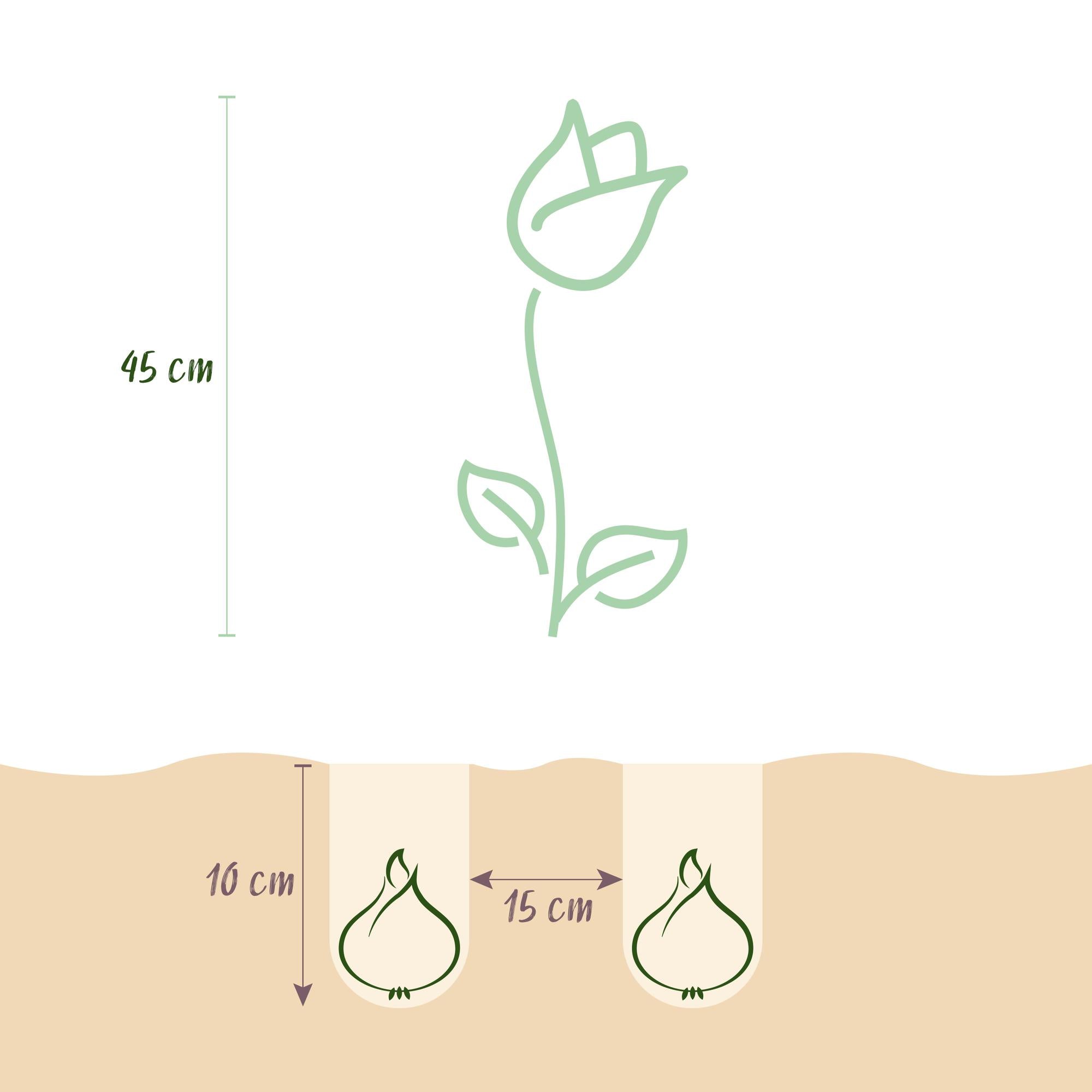 Tulpen - Tulipa Double Lila - Farbe Lila - 50 Stück - Zwiebelgröße 11/12 - XXL Pack