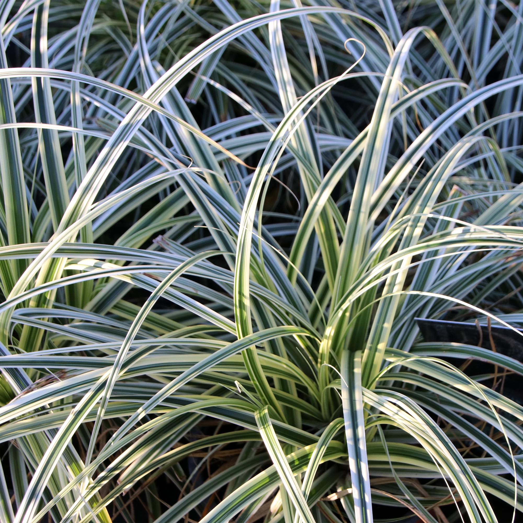 Japansegge - Carex oshimensis Everest - Weiß und Grün - 2 Pflanzen - Immergrün - Wenig Pflege - Topf 17cm Höhe 50cm