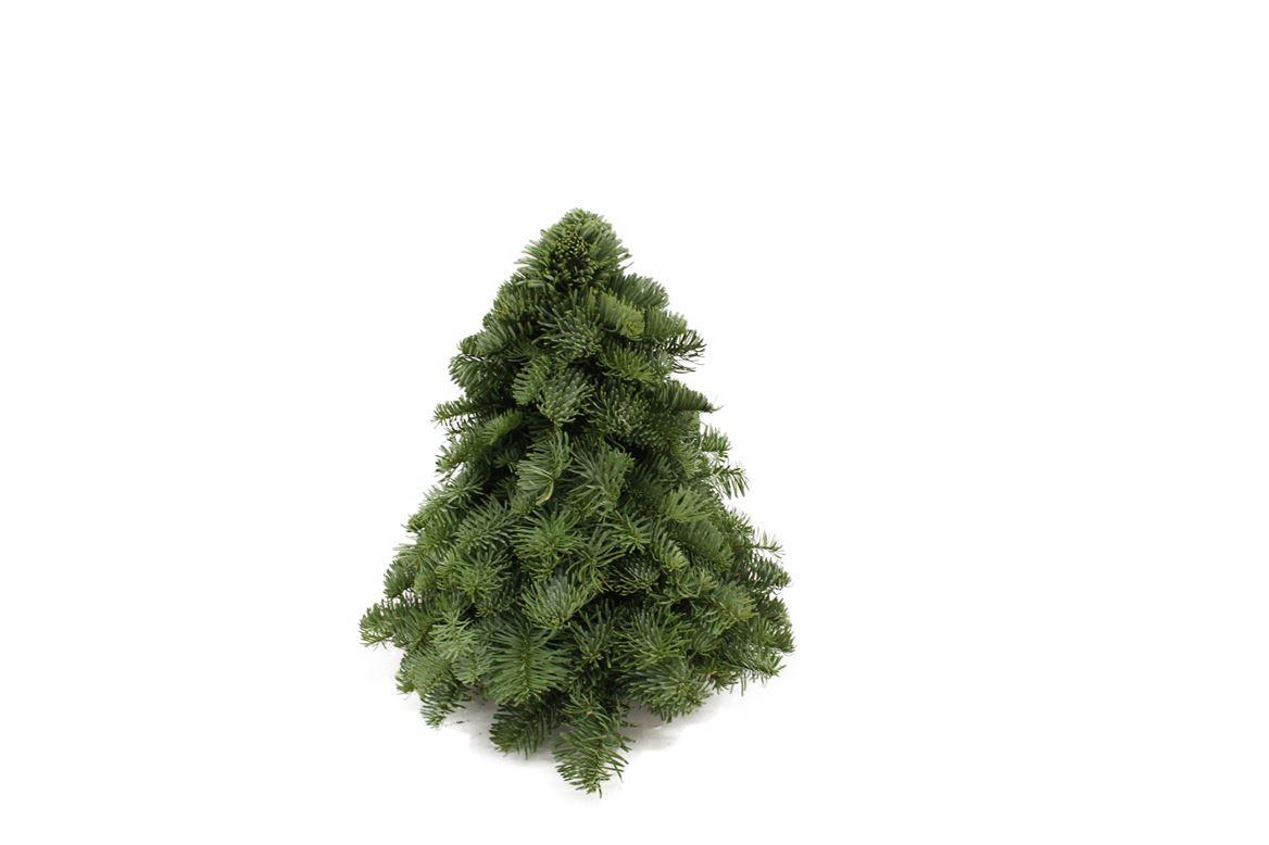Edeltanne - Nobilis-Weihnachtsbaum - ↕30cm