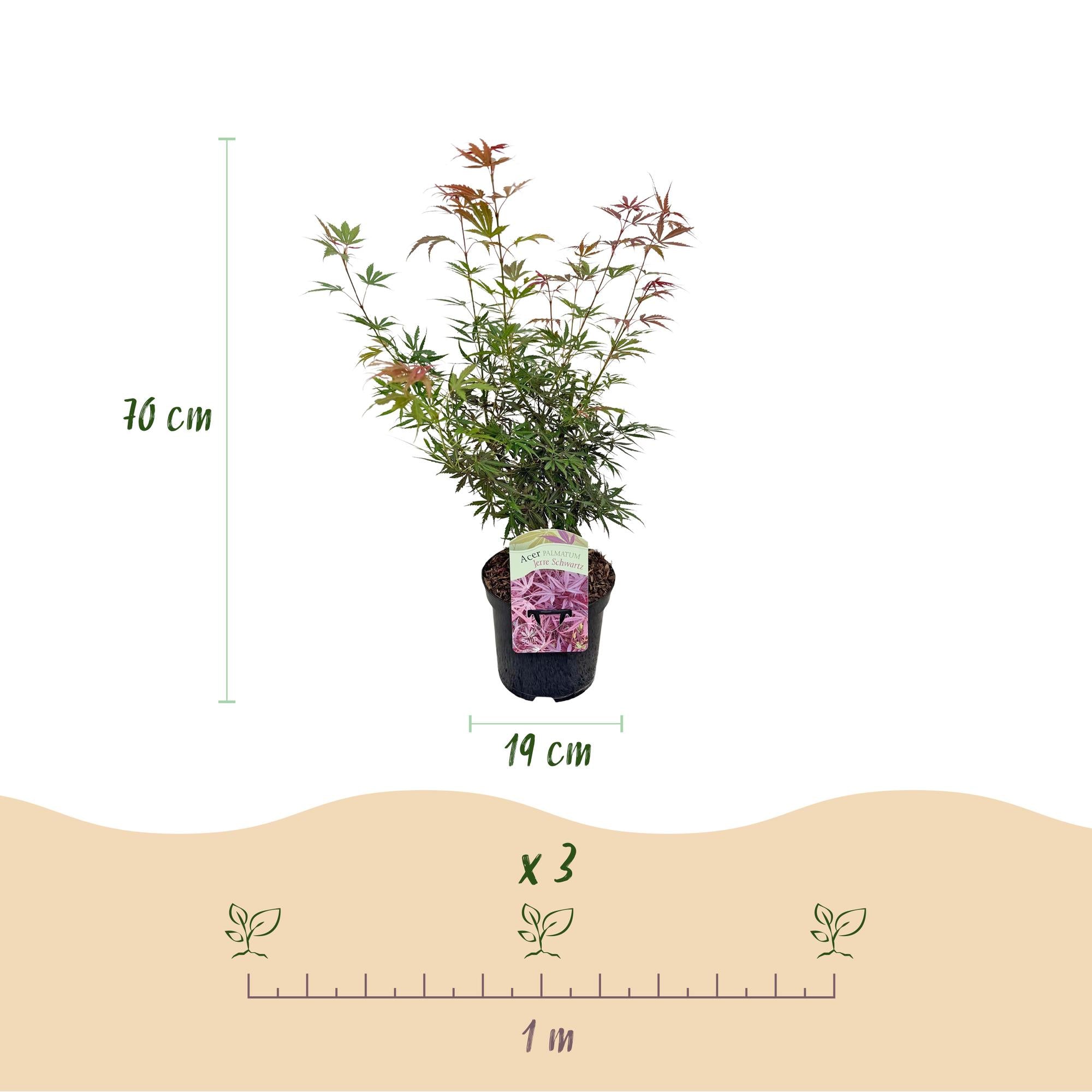 Japanischer Fächerahorn - Acer palmatum Jerre Schwarz - Dunkelrot - 1 Pflanze - Laubabwerfend - Topf 19cm Höhe 70cm