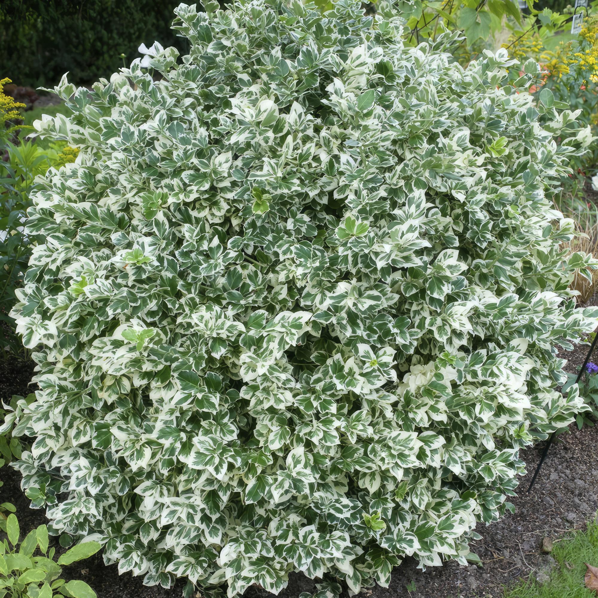Weißbunte Kriechspindel - Euonymus 'Emerald 'n Gaity' - ↕10-25cm - Ø9cm 48 Stück