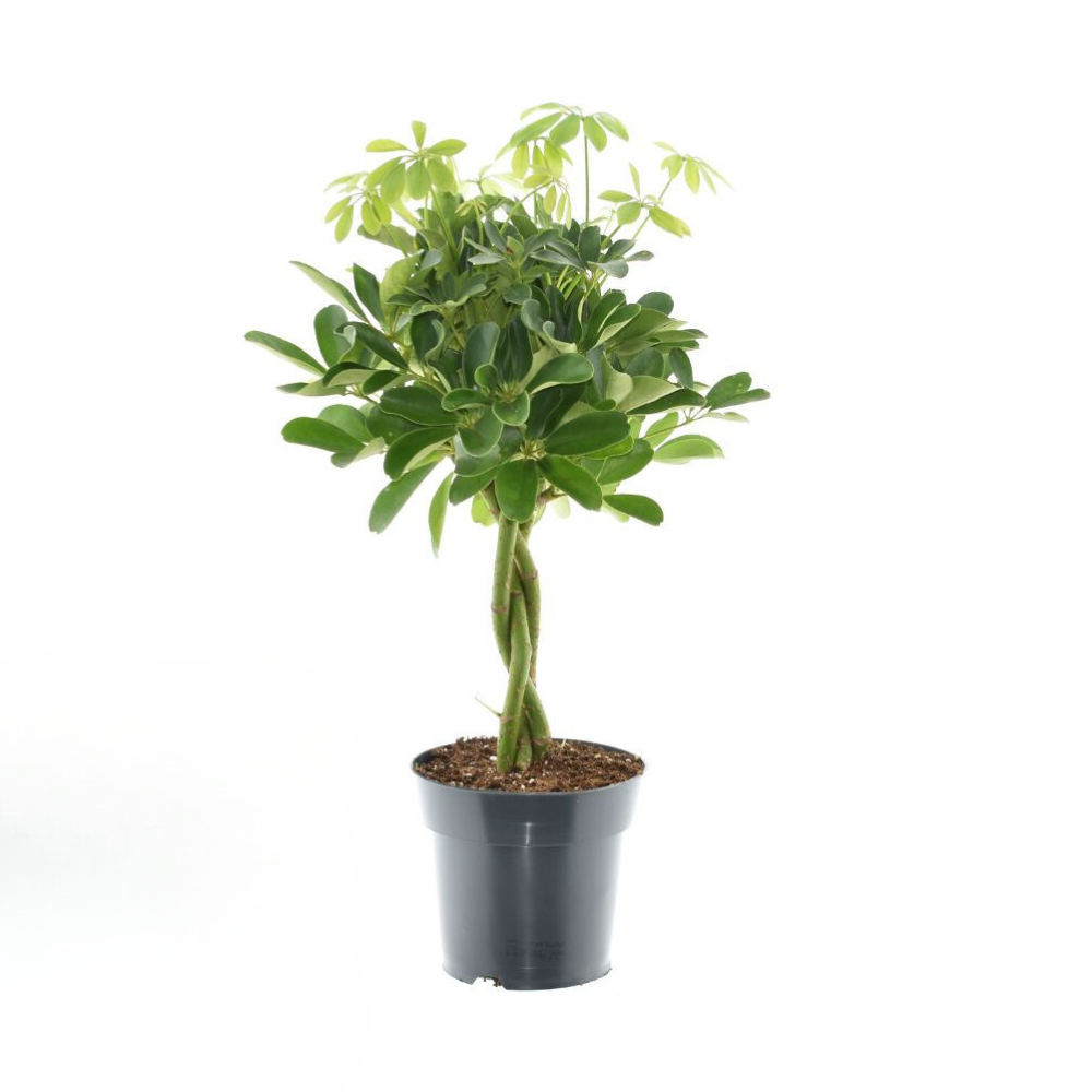 Strahlenaralie - Schefflera Compacta Nora - Ø17cm - ↕60cm