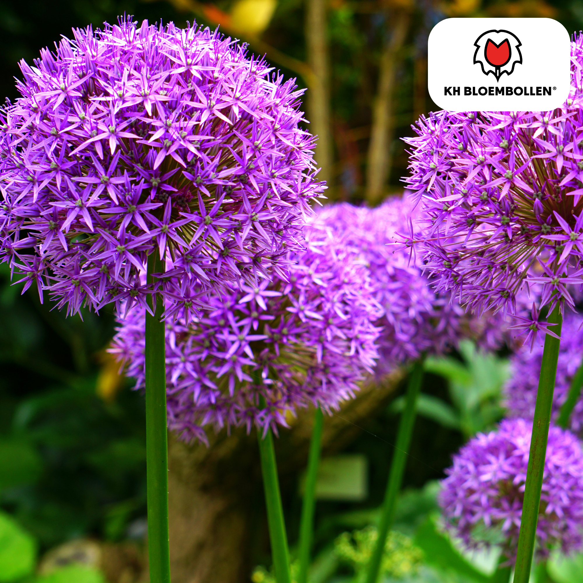 Zierlauch - Allium Globemaster - Blumenzwiebeln 5 Stück