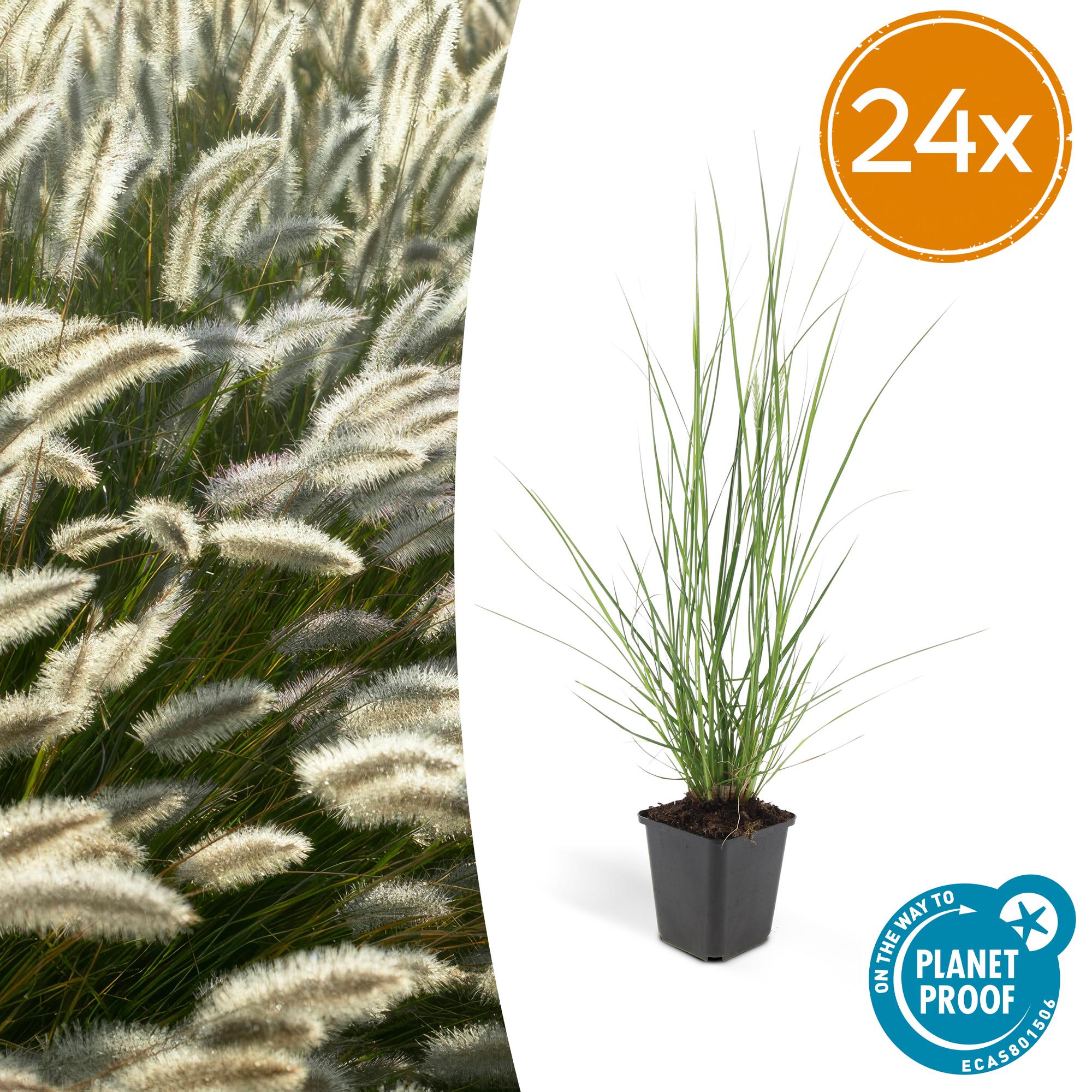Lampenputzergras - Pennisetum alopecuroides 'Hameln' - ↕10-25cm - Ø9cm 24 Stück