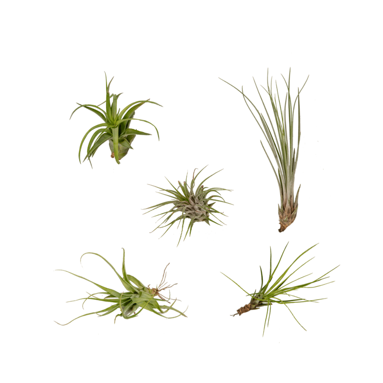 Bromelie-Luftpflanze - Tillandsia Air mix - 5 Stück - 6 cm - ø6