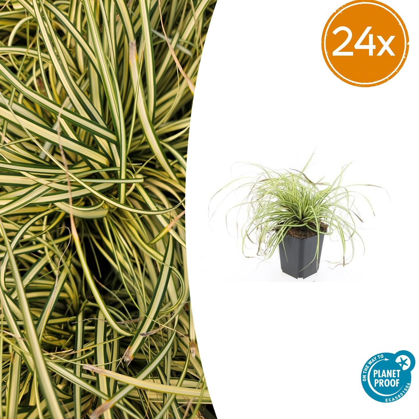 Japangoldsegge - Carex oshim. 'Evergold'  - ↕10-25cm - Ø9cm 24 Stück