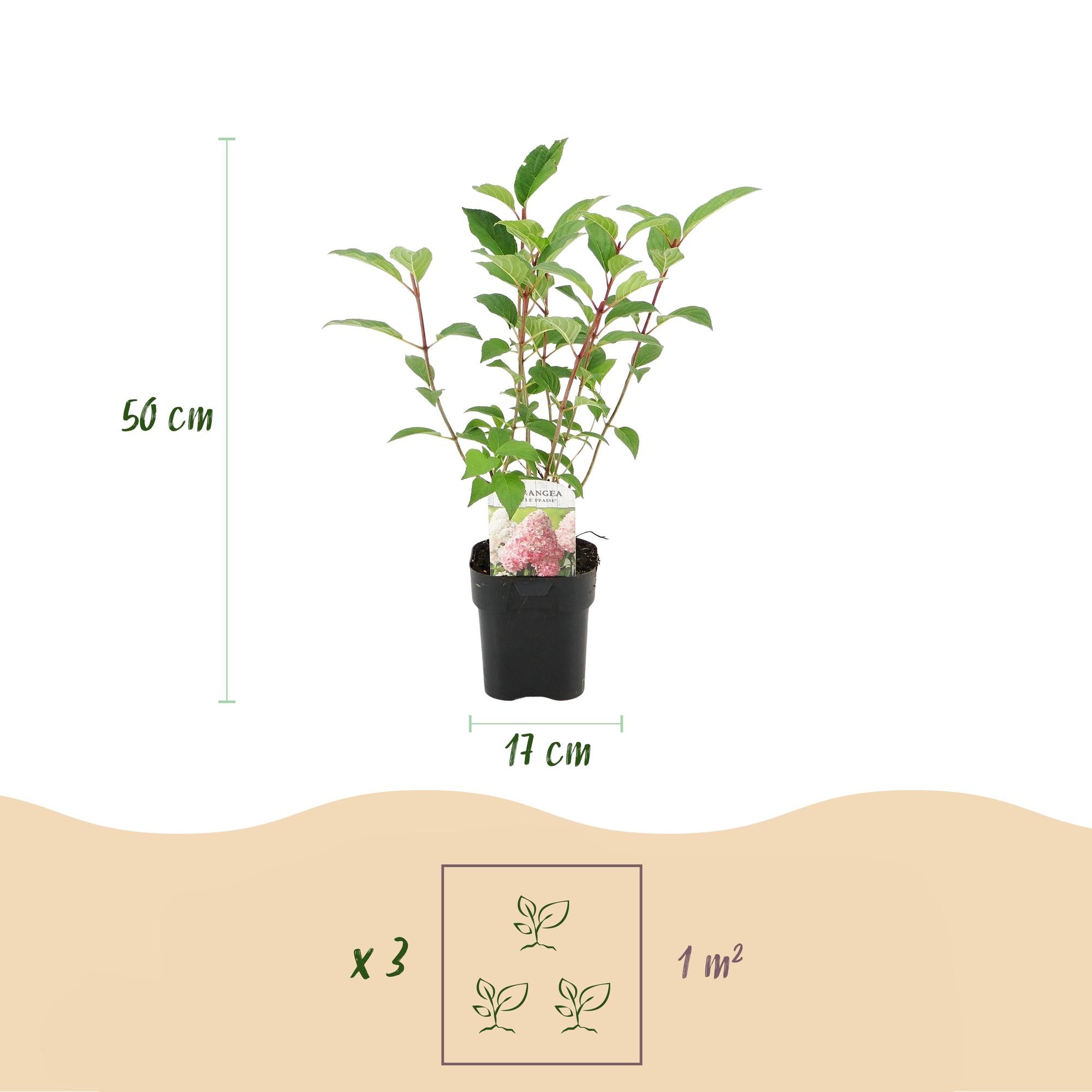 Rispenhortensie - Rispenhortensie - Hydrangea panniculata Vanille Fraise - Blüte Weiß Rosa - 1 Pflanze - Laubabwerfend - Große Blumen - Topf 17cm Höhe 50cm