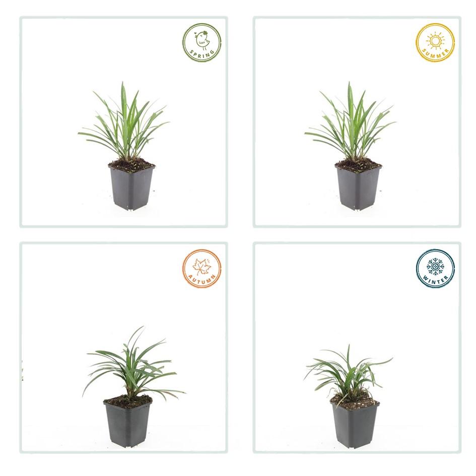 Glöckchentraube - Liriope muscari 'Ingwersen' - ↕10-25cm - Ø9cm 48 Stück