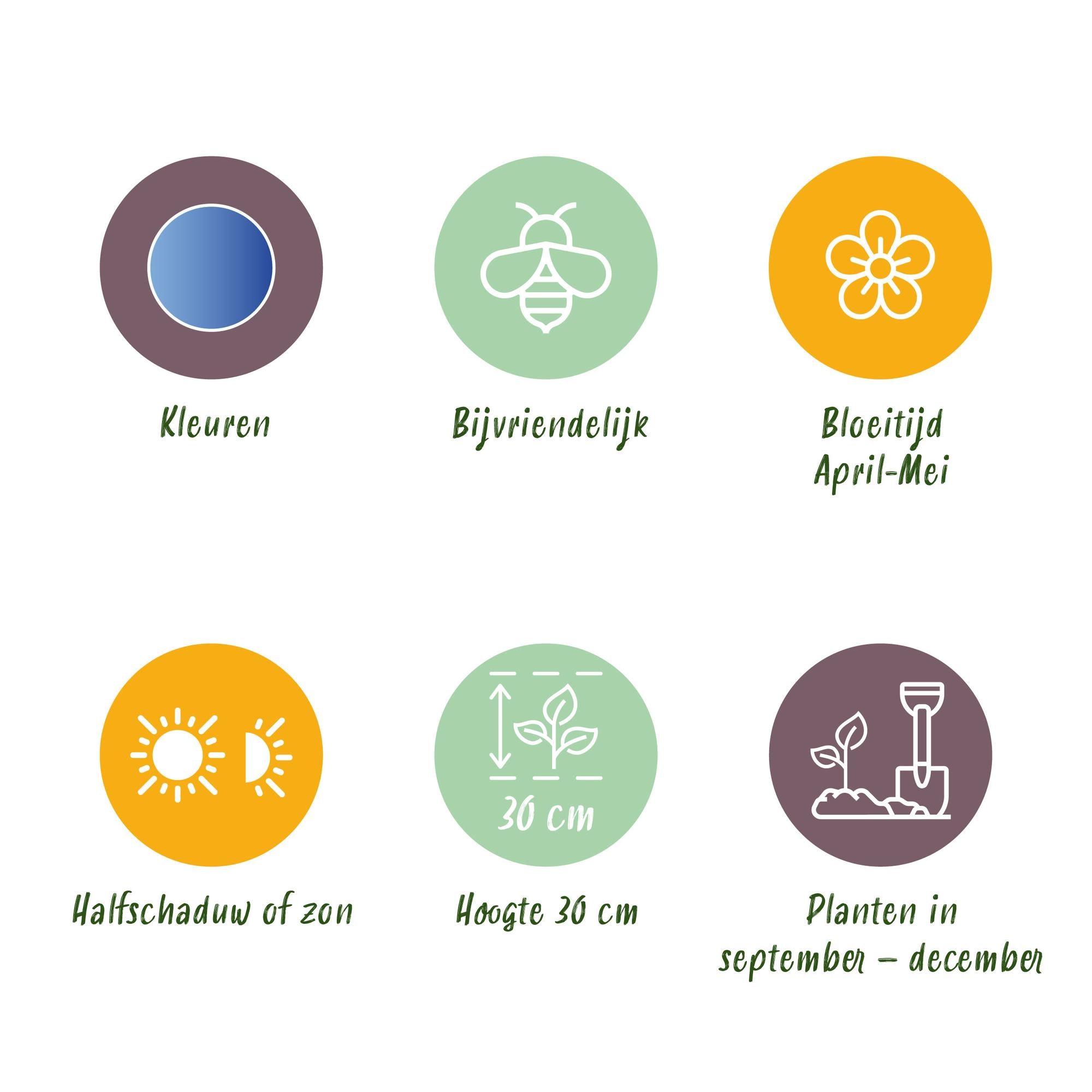 Traubenhyazinthe - Muscari Armeniacum - Farbe Blau - 50 Stück - Zwiebelgröße 8/9 - XXL Pack