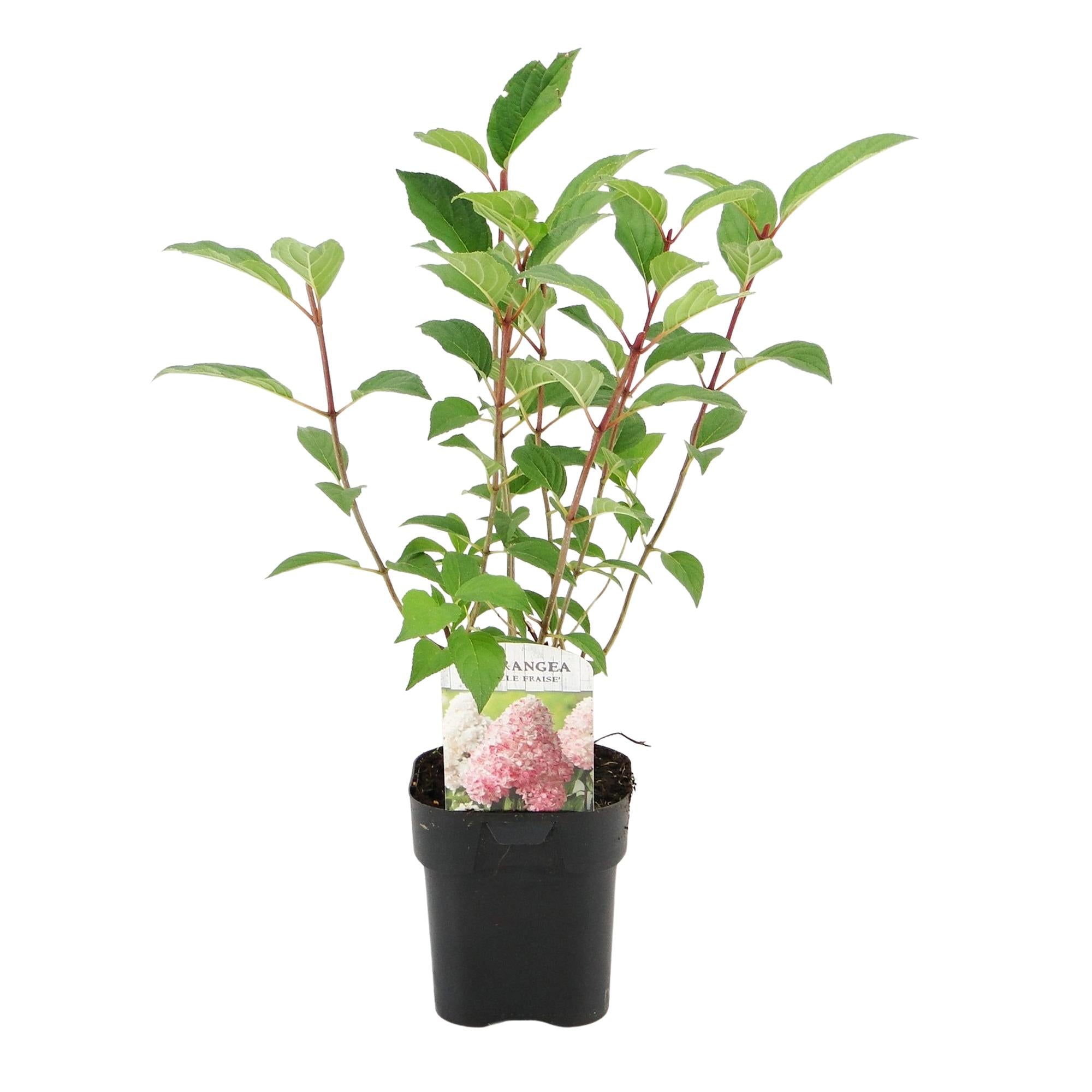Rispenhortensie - Rispenhortensie - Hydrangea panniculata Vanille Fraise - Blüte Weiß Rosa - 3 Pflanzen 1 m² - Laubabwerfend - Große Blüten - Topf 17cm Höhe 50cm