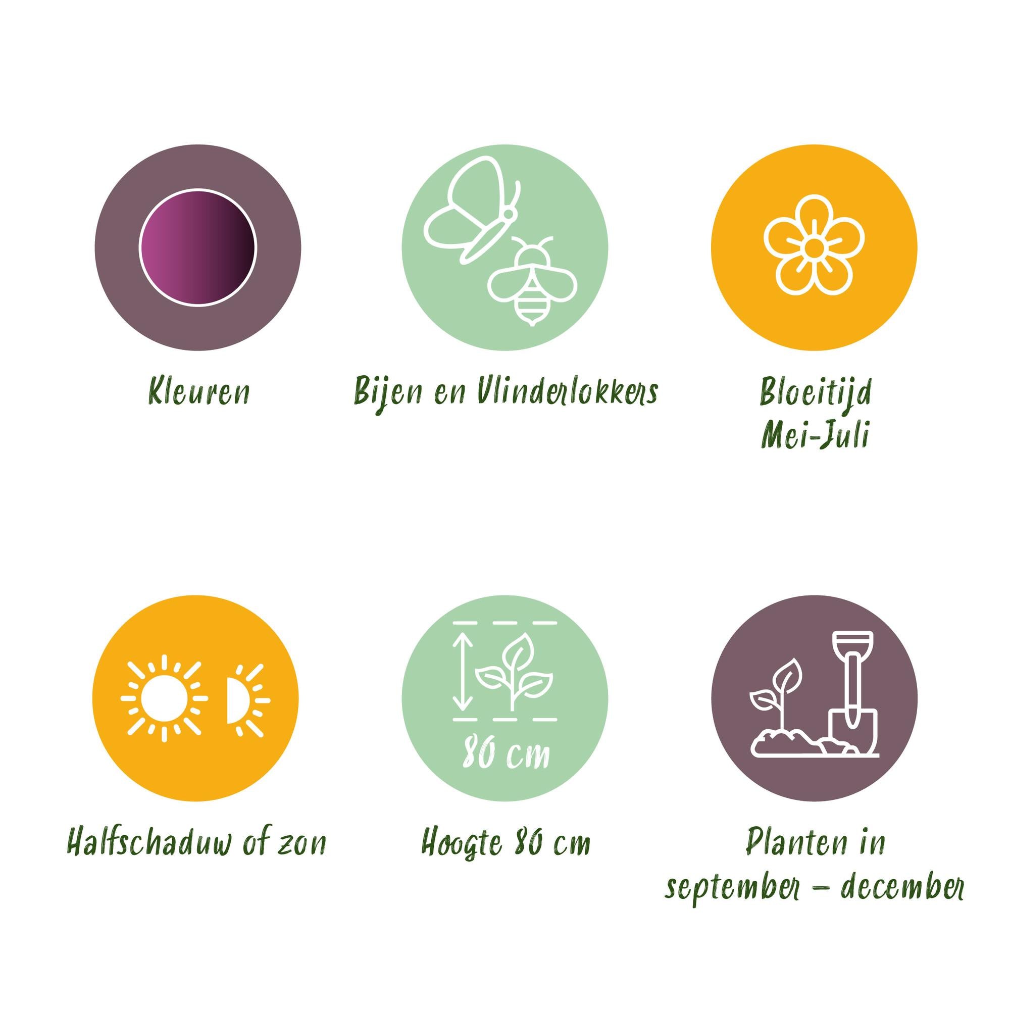 Zierlauch - Blumenzwiebeln - Allium Miami - Farbe Lila - 15 Stück - Zwiebelgröße 10/11 - XXL Pack