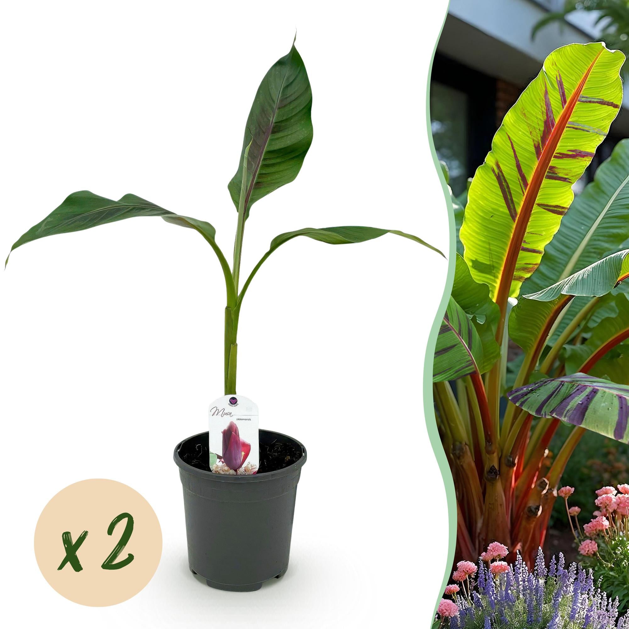 Himalayabanane - Bananenpflanze Musa sikkemensis Red Tiger - Winterhart - 2 Pflanzen - Topf 17cm Höhe 40cm