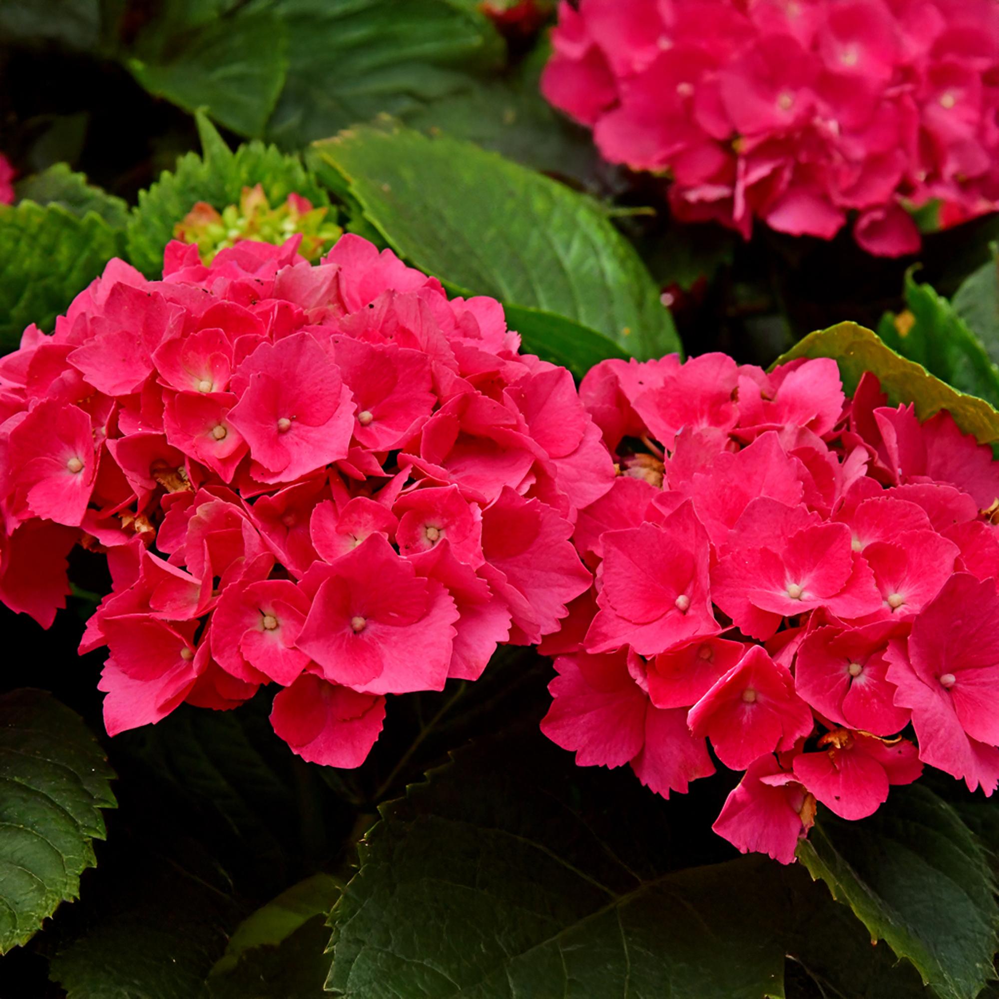Gartenhortensie - Hortensie - Hydrangea macrophylla Rot - Blüte Rot - 1 Pflanze - Laubabwerfend - Wenig Pflege - Topf 17cm Höhe 30cm