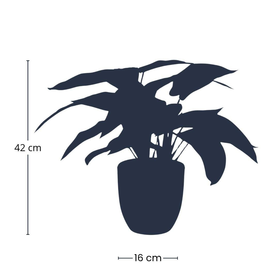 Kunstpflanze - Calathea Zebrina im schwarzen Topf - 42 cm Höhe