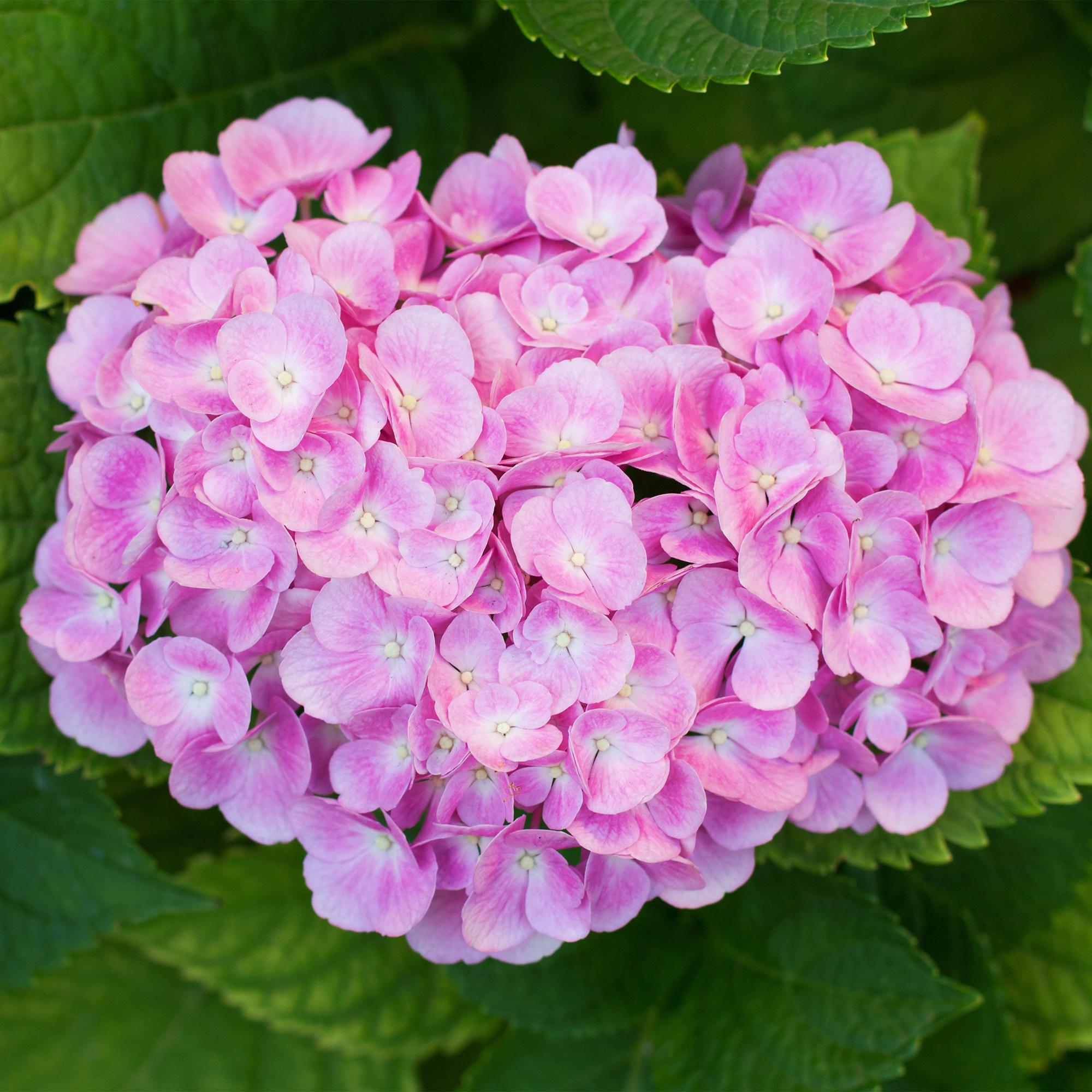 Gartenhortensie - Hortensie - Hydrangea macrophylla Pink - Blüte Rosa - 1 Pflanze - Laubabwerfend - Wenig Pflege - Topf 17cm Höhe 30cm