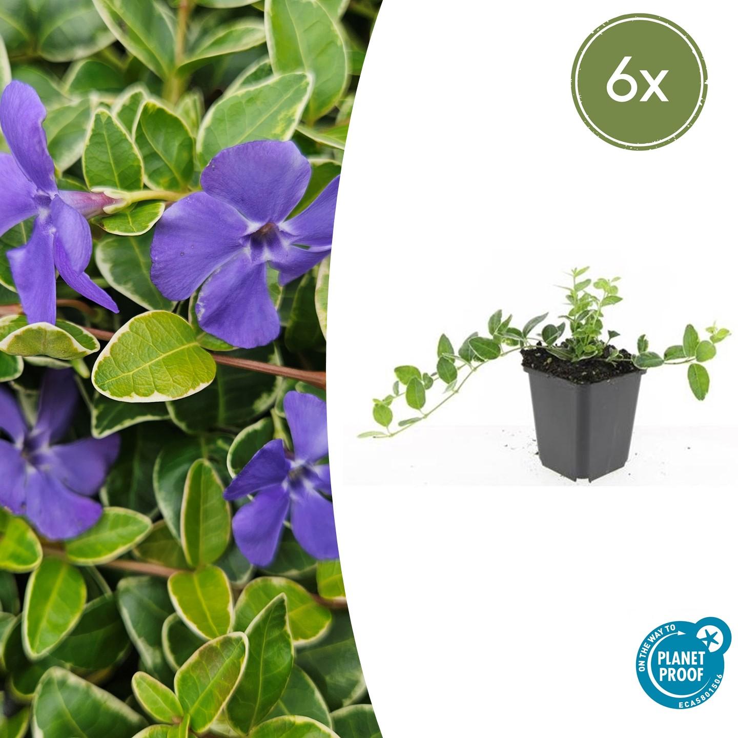 Kleines Immergrün - Vinca minor 'Argenteovariegata' - ↕10-25cm - Ø9cm 6 Stück