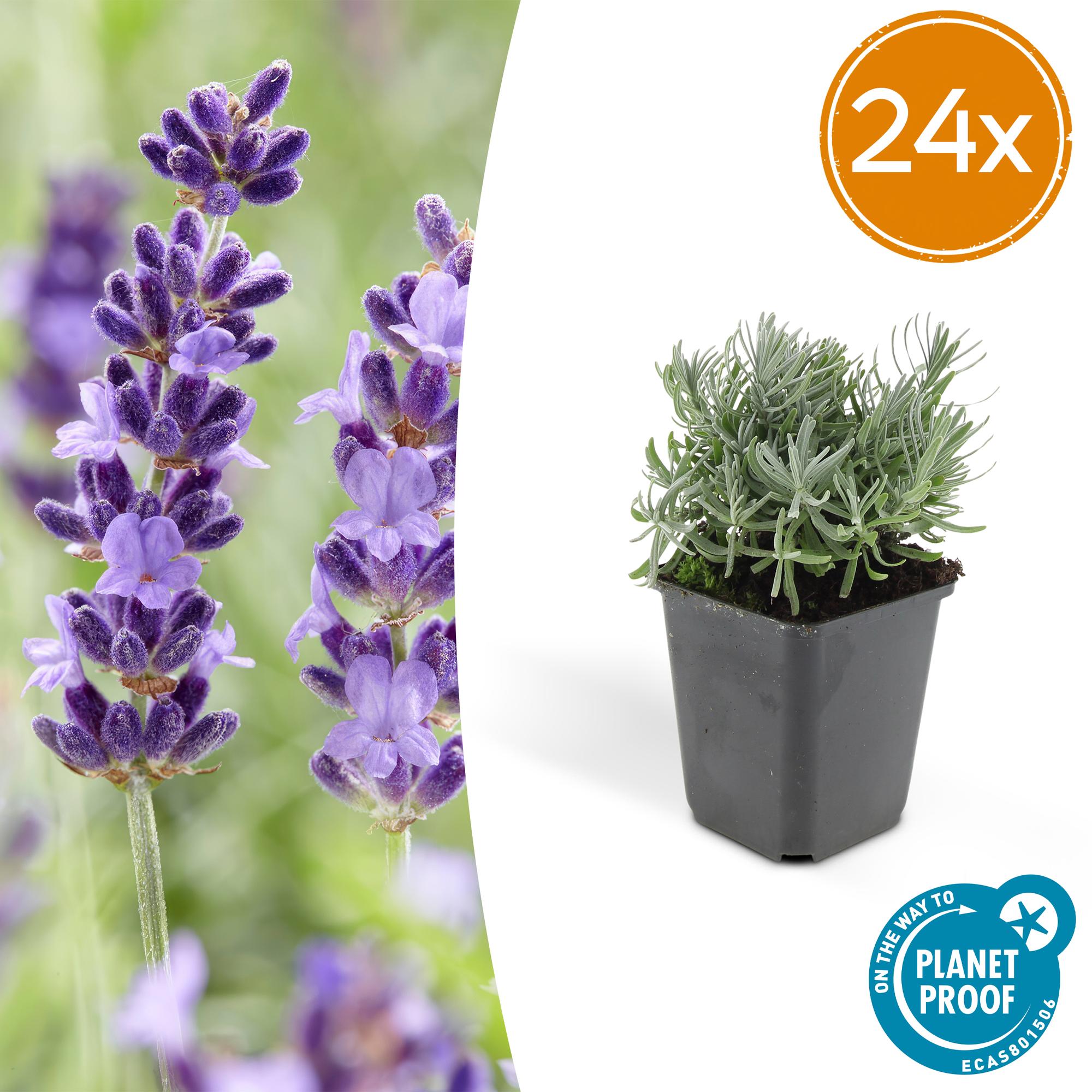 Lavendel - Lavandula 'Hidcote' - ↕10-25cm - Ø9cm 24 Stück