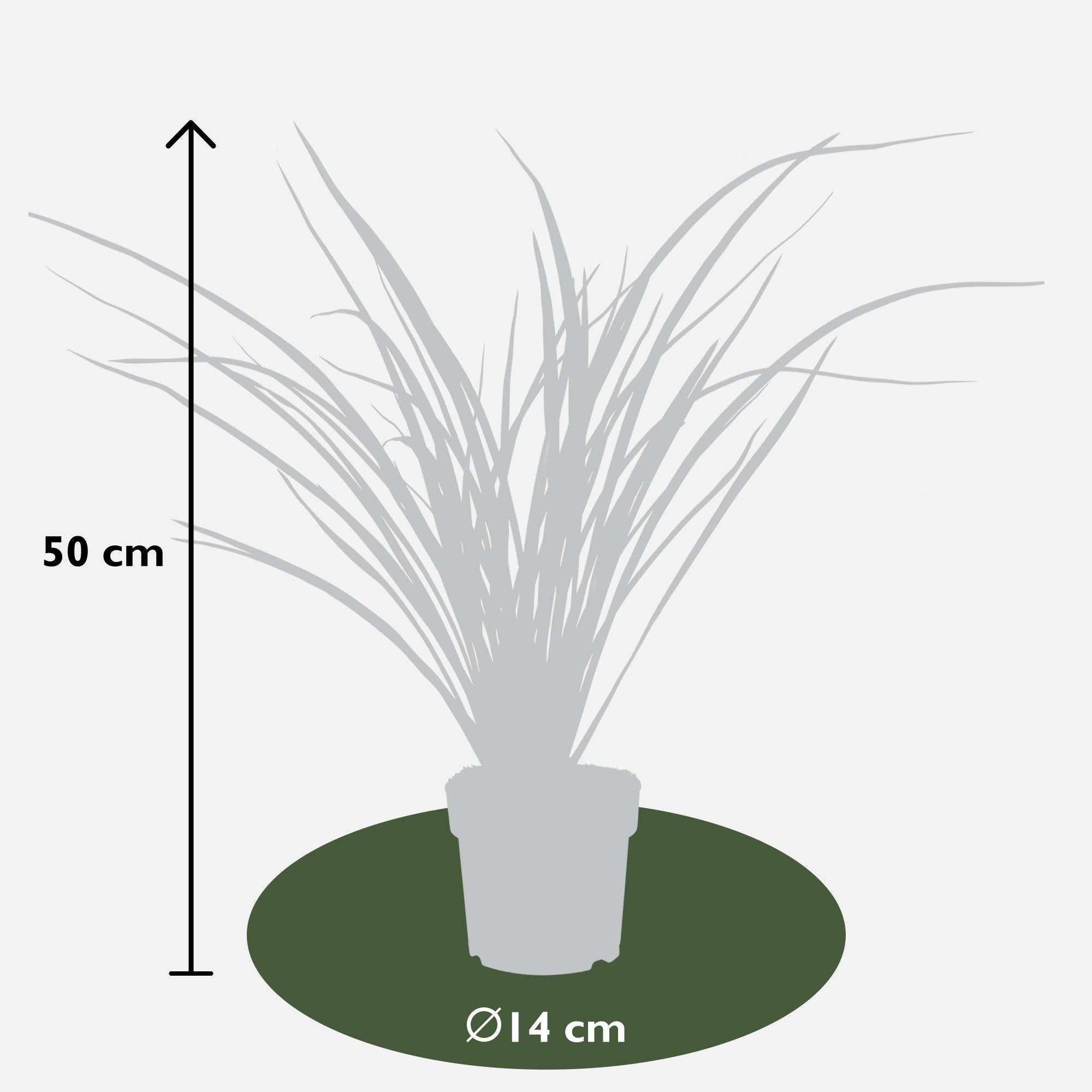 Neuseeländer Flachs - Phormium 'Rubra Nana' - Ø14cm - ↕50cm