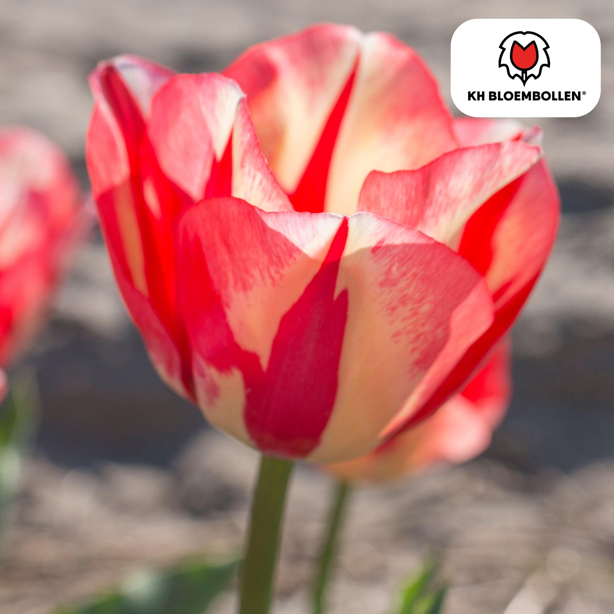 Tulpen - Tulipa Spring Break – 20 Stück - Rot-orangefarbene Tulpe – Leidenschaftlich, energiegeladen und auffällig – Für den Garten oder Topf – Größe 11/12 – Frisch vom Züchter