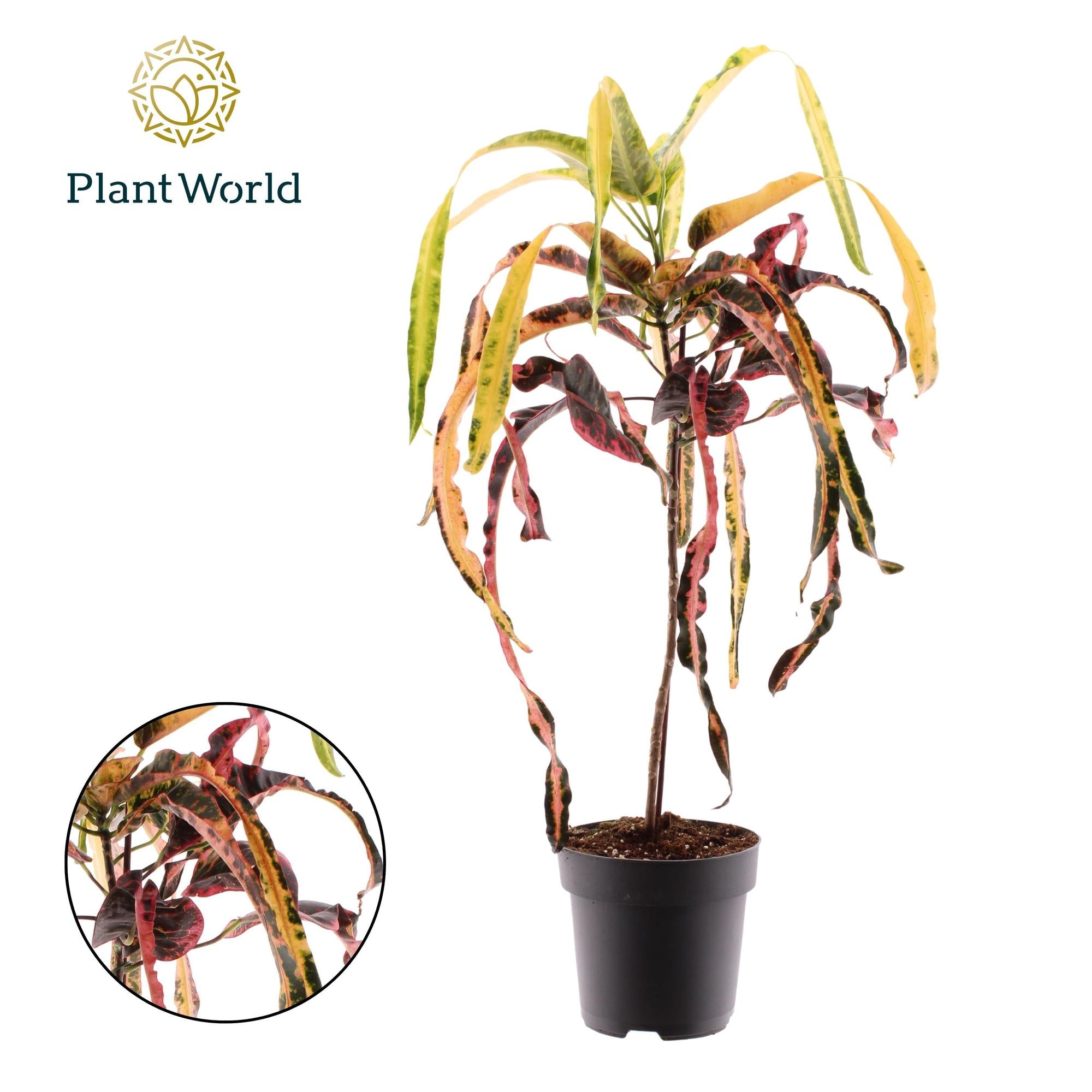 Wunderstrauch Dreadlock - Croton Dreadlock - Ø19cm - ↕70cm