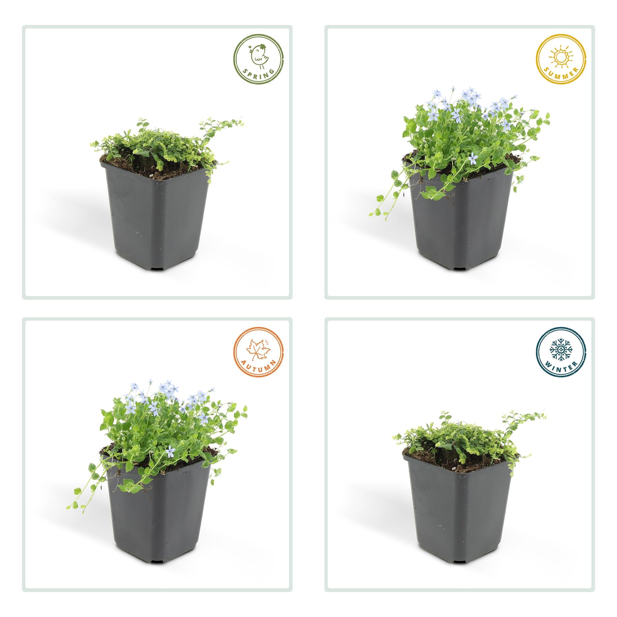 Blauer Bubikopf - Isotoma fluviatilis - ↕10-25cm - Ø9cm 24 Stück