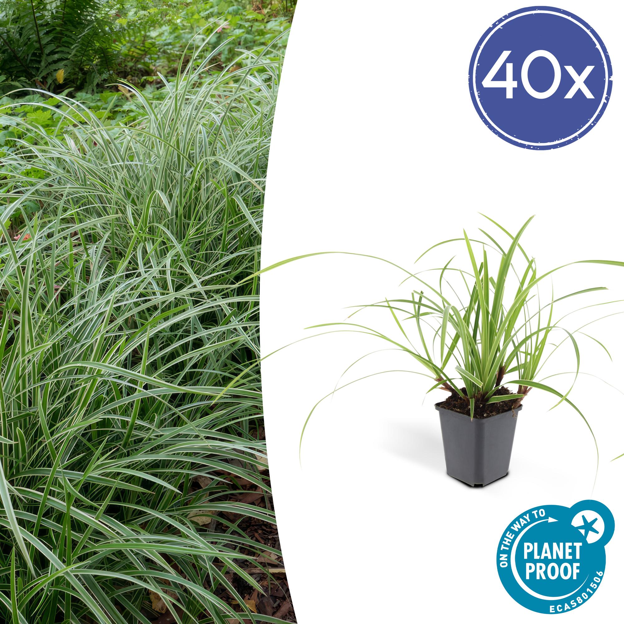Japansegge - Carex morrowii 'Ice Dance' - ↕10-25cm - Ø9cm 40 Stück
