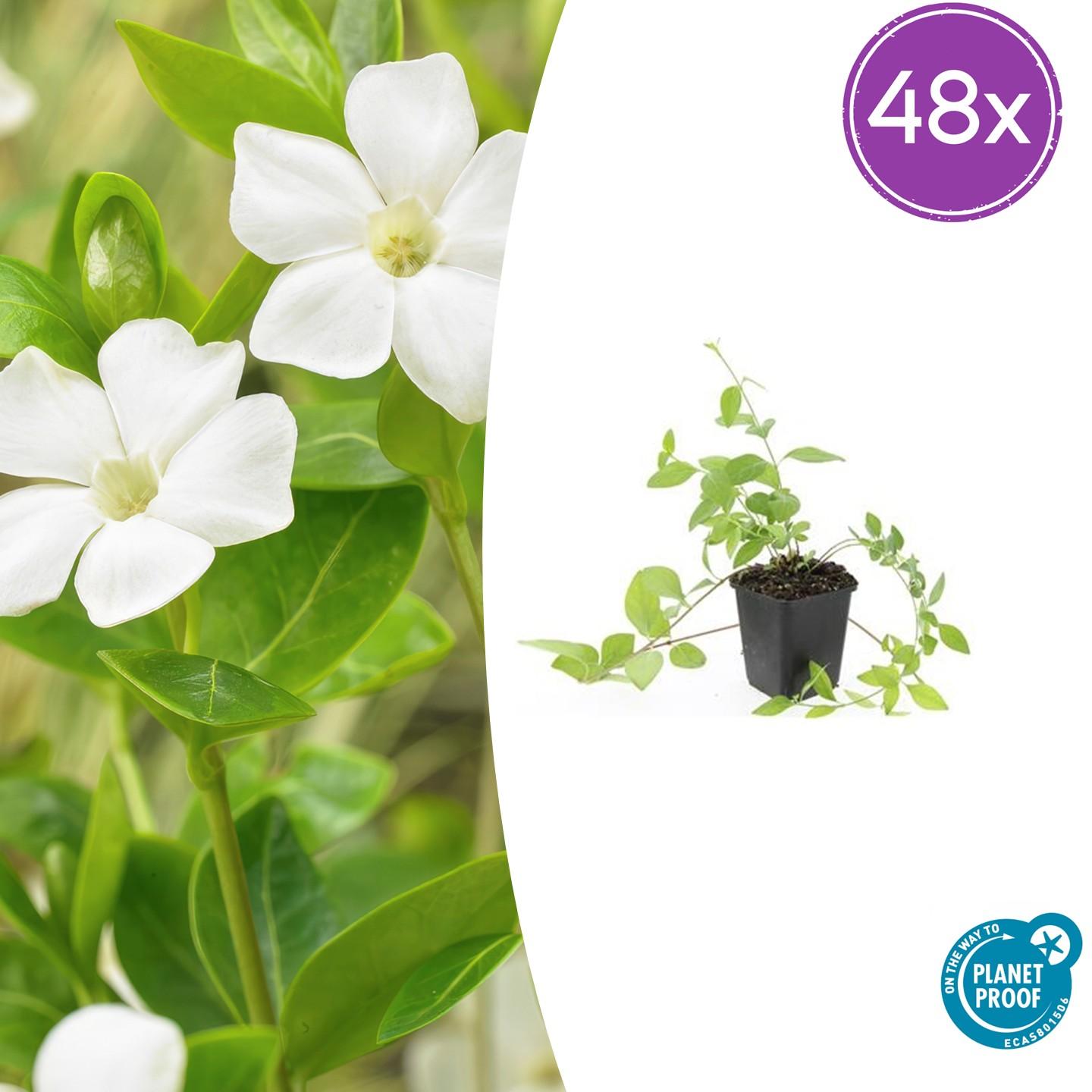 Kleines weißes Immergrün - Vinca major 'Alba' - ↕10-25cm - Ø9cm 48 Stück