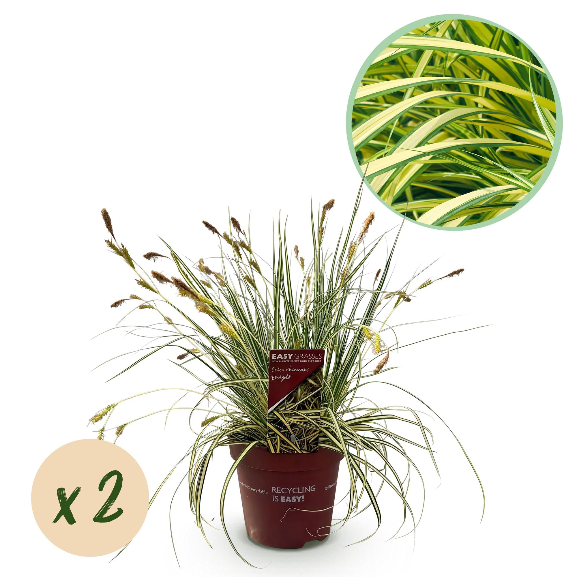 Japangoldsegge - Carex oshimensis Evergold - Gelb & Grün - 2 Pflanzen - Immergrün - Wenig Pflege - Topf 17cm Höhe 50cm