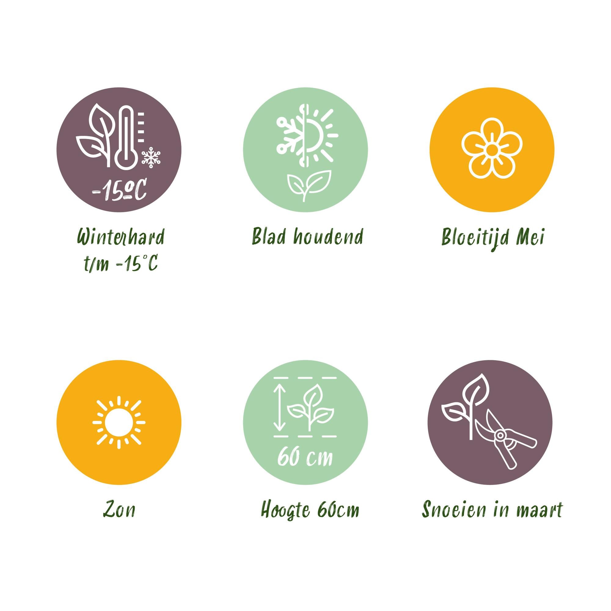 Japansegge - Carex oshimensis Everillo - Gelb - 2 Pflanzen - Immergrün - Wenig Pflege - Topf 17cm Höhe 50cm