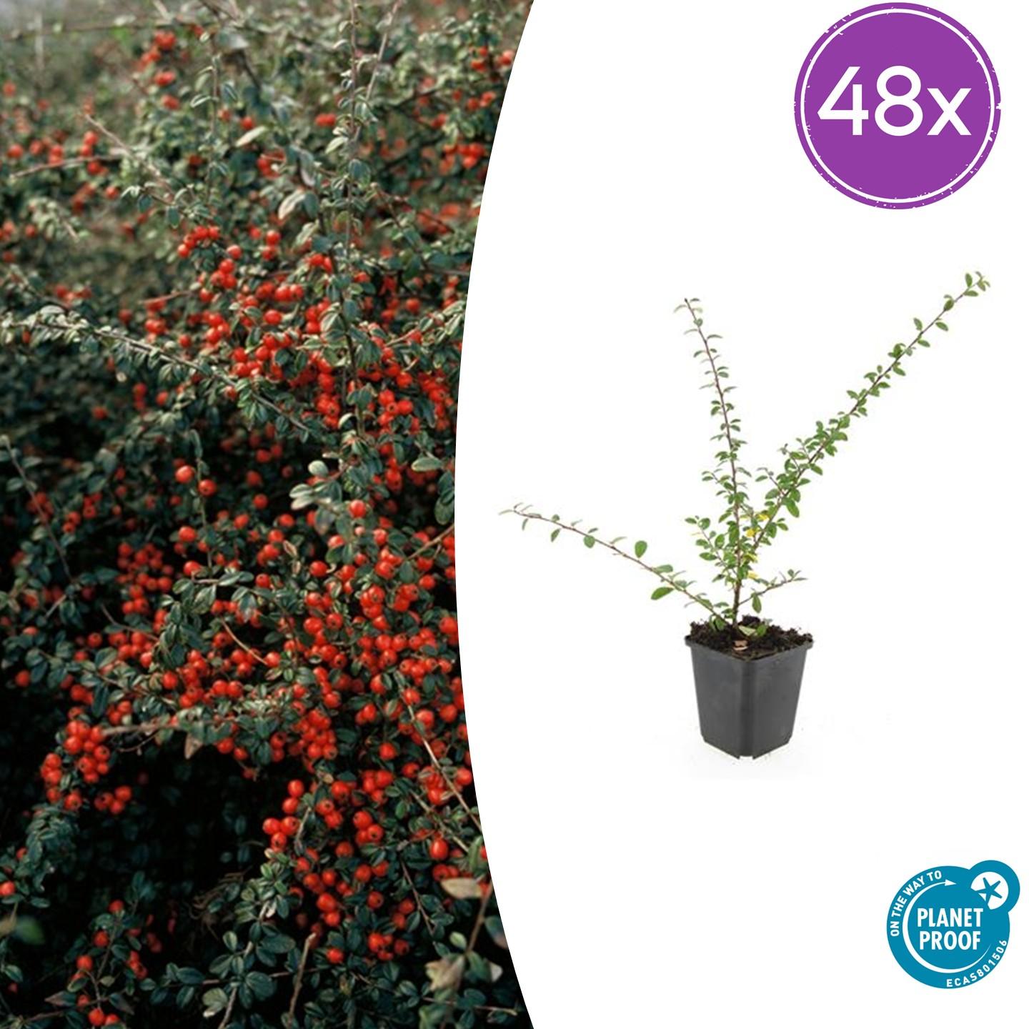Zwergmispel - Cotoneaster suec. 'Coral Beauty' - ↕10-25cm - Ø9cm 48 Stück