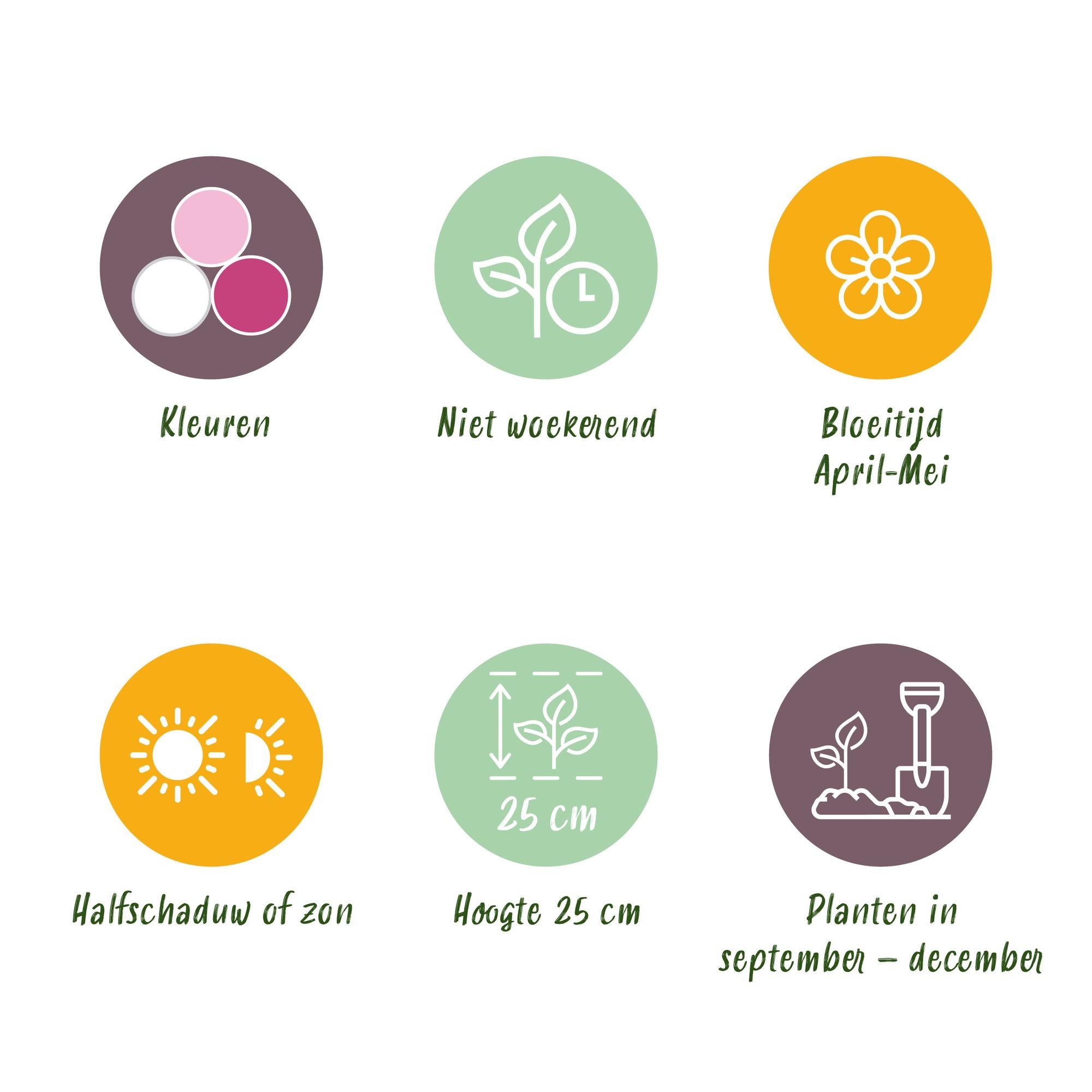 Hyazynthen Mix - Hyacinthus - Blumenzwiebeln Verschiedene Pastellfarben - 10 Stück - Zwiebelgröße 14/15 - XXL Pack