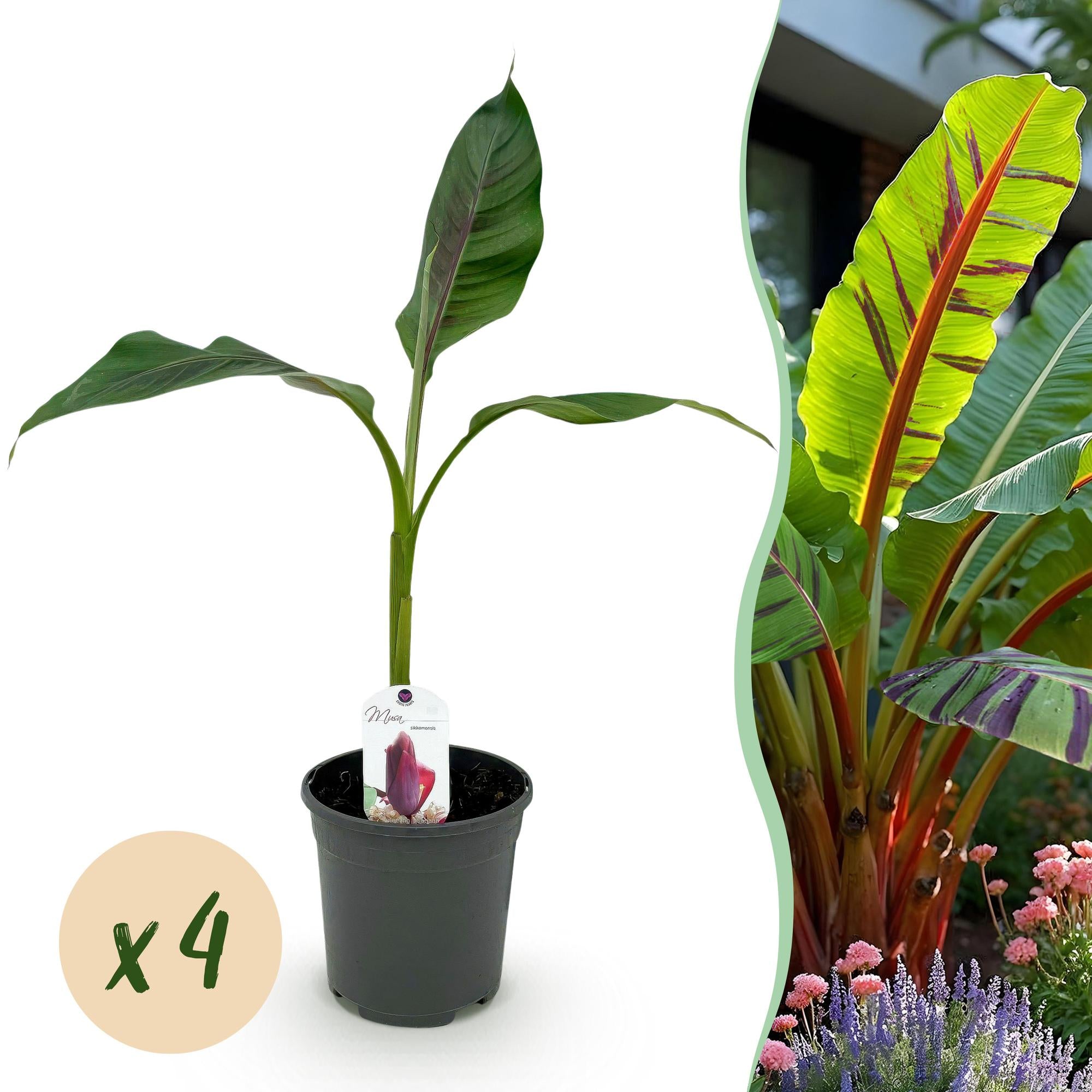 Himalayabanane - Bananenpflanze Musa sikkemensis Red Tiger - Winterhart - 4 Pflanzen - Topf 17cm Höhe 40cm