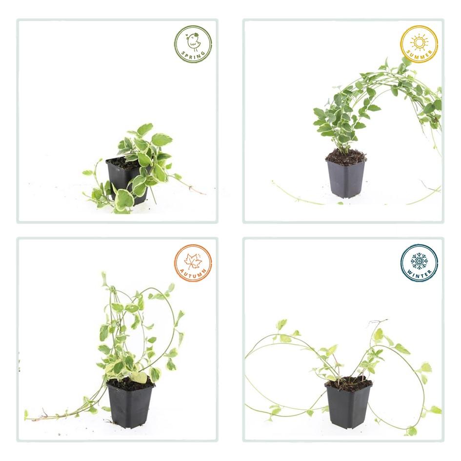 Großes Immergrün - Vinca major 'Variegata' - ↕10-25cm - Ø9cm 12 Stück