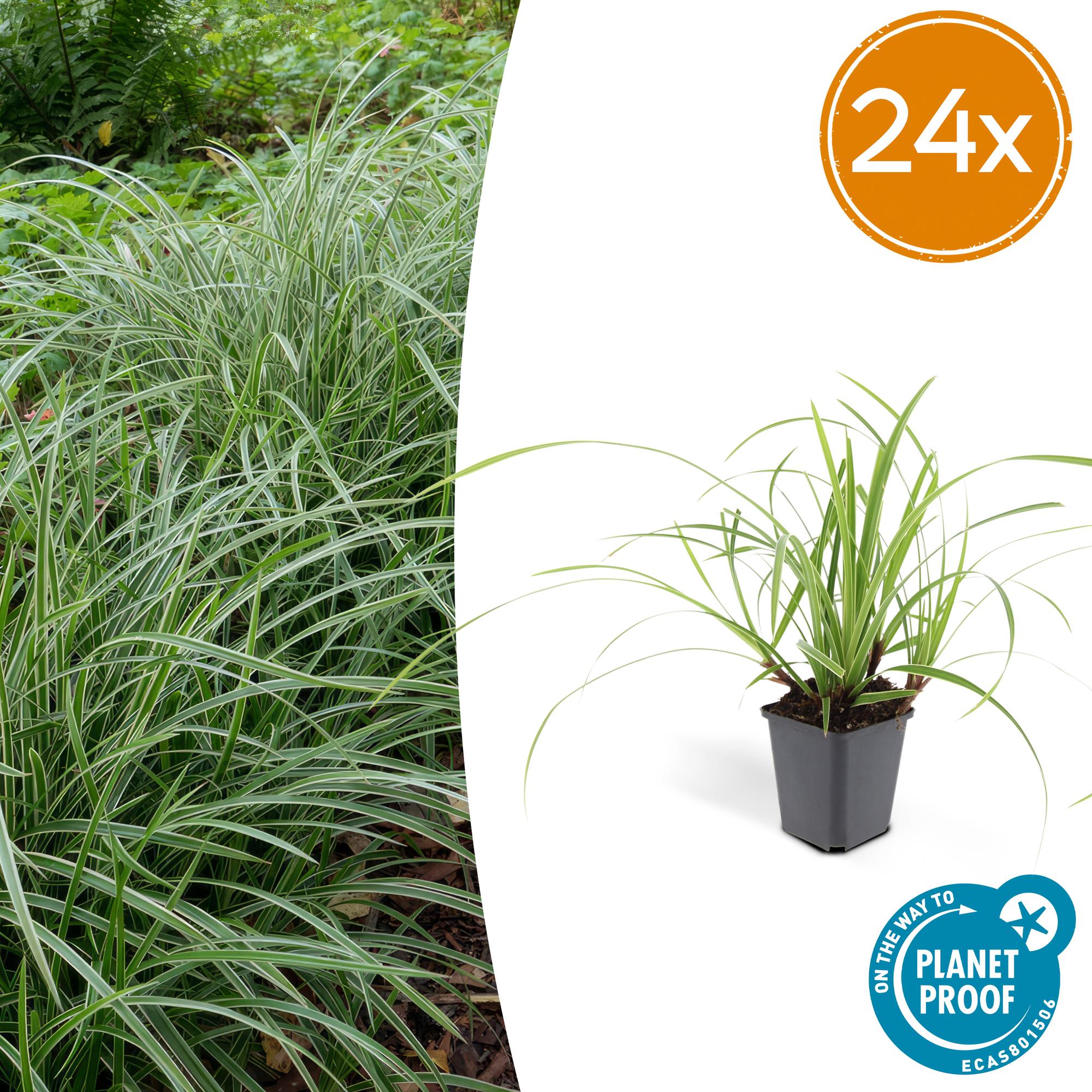 Japansegge - Carex morrowii 'Ice Dance' - ↕10-25cm - Ø9cm 24 Stück