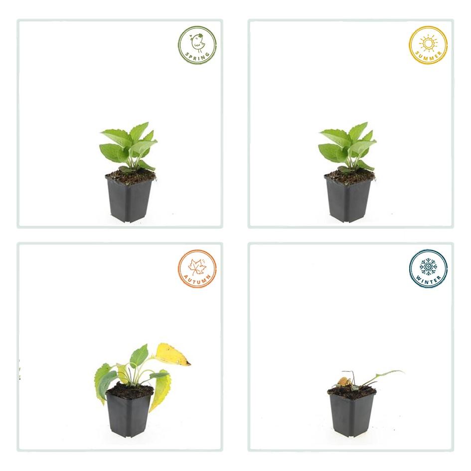 Leuchtender Sonnenhut - Rudbeckia fulgida 'Goldsturm' - ↕10-25cm - Ø9cm 48 Stück