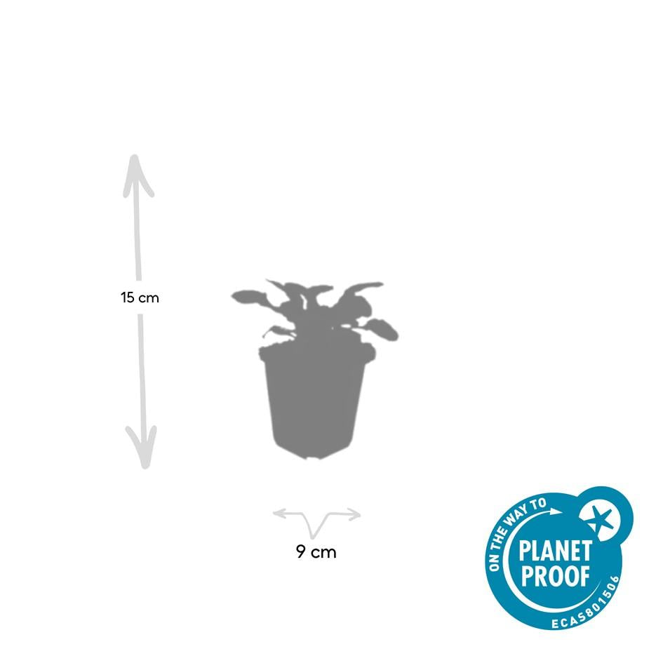 Kriechender Günsel - Ajuga reptans 'Catlin's Giant' - ↕10-25cm - Ø9cm 20 Stück