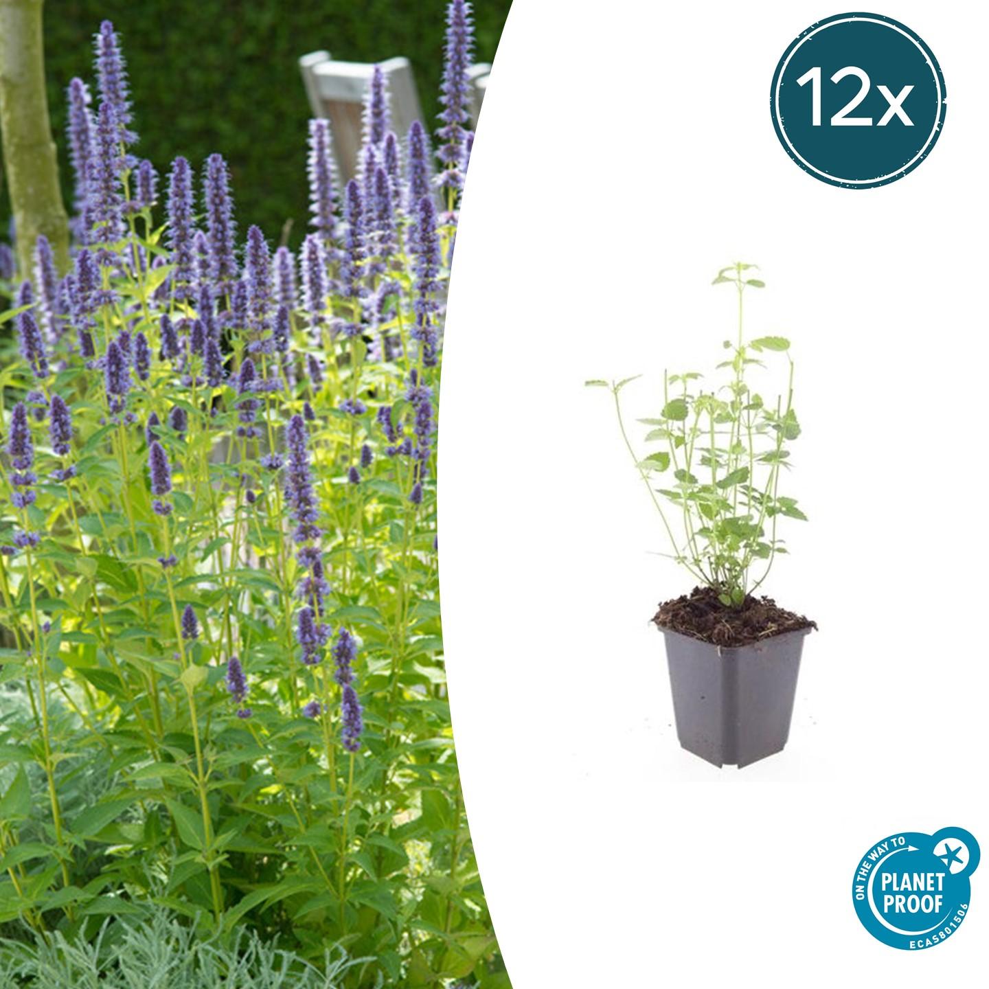 Duftnessel - Agastache 'Black Adder' - ↕10-25cm - Ø9cm 12 Stück