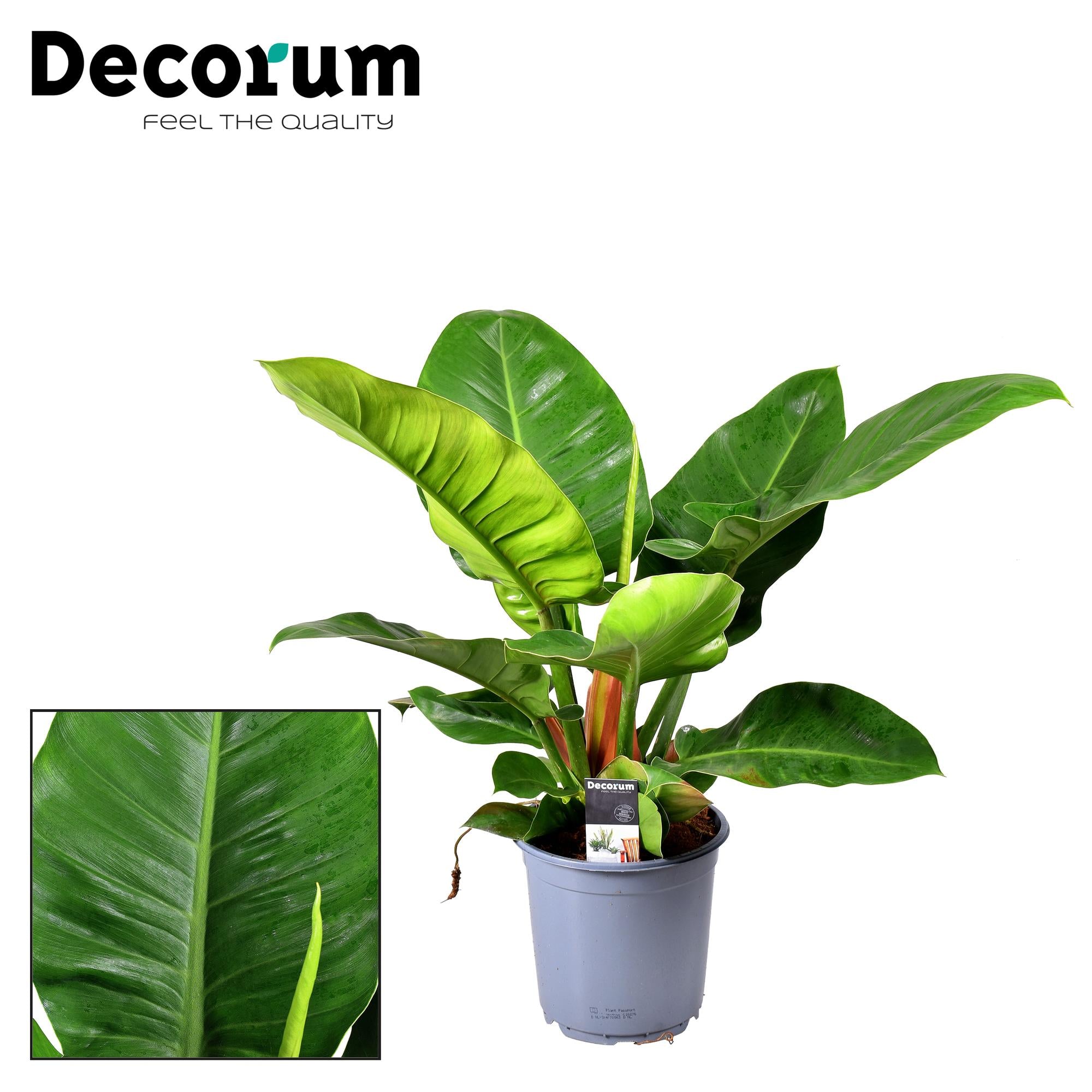 Baumfreund - Philodendron Imperial Green - Ø19cm - ↕55cm