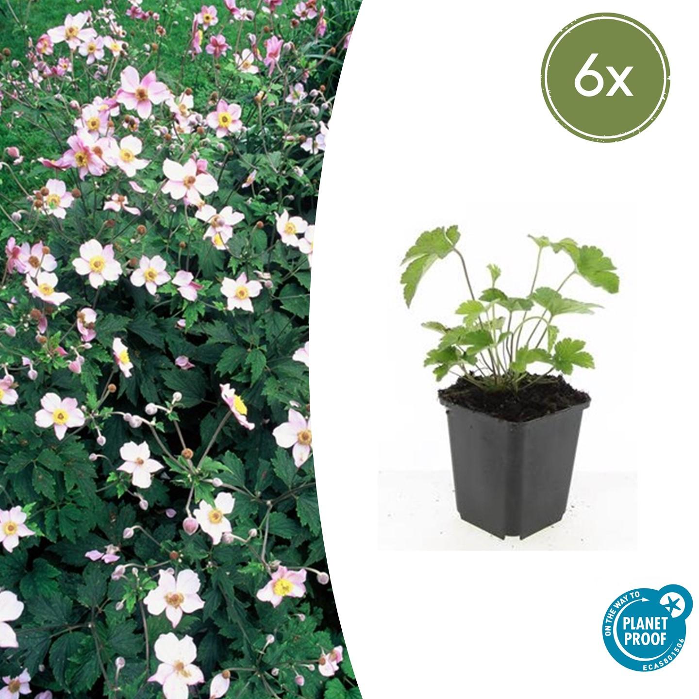 Herbstanemone - Anemone tom. 'Robustissima' - ↕10-25cm - Ø9cm 6 Stück